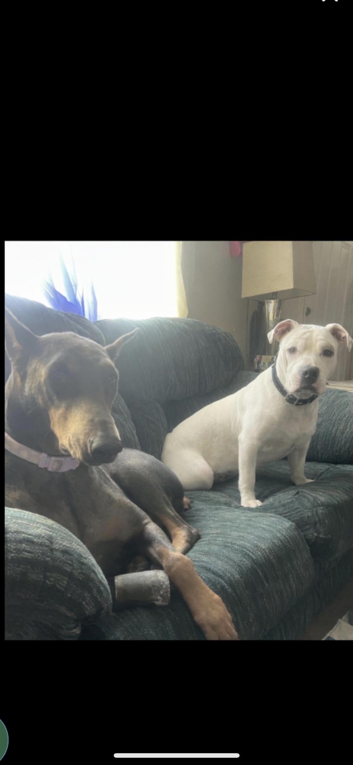 Enlarge WINNIE, a ADOPTABLE mixed breed in Branford, CT image 5/6