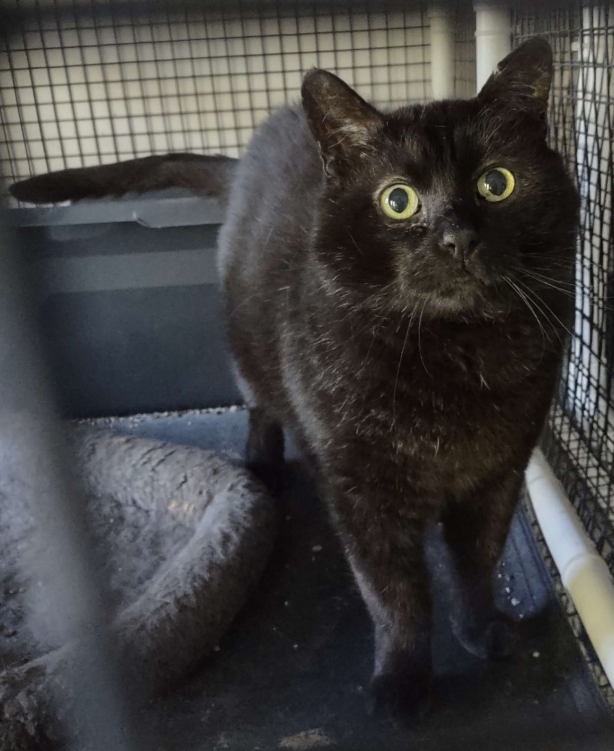 Ghost, Adoptable, Senior Male Domestic Short Hair.