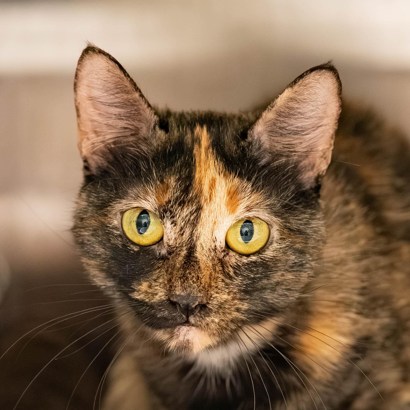 Lilith, Adoptable, Kitten Female Tortoiseshell & Domestic Short Hair.