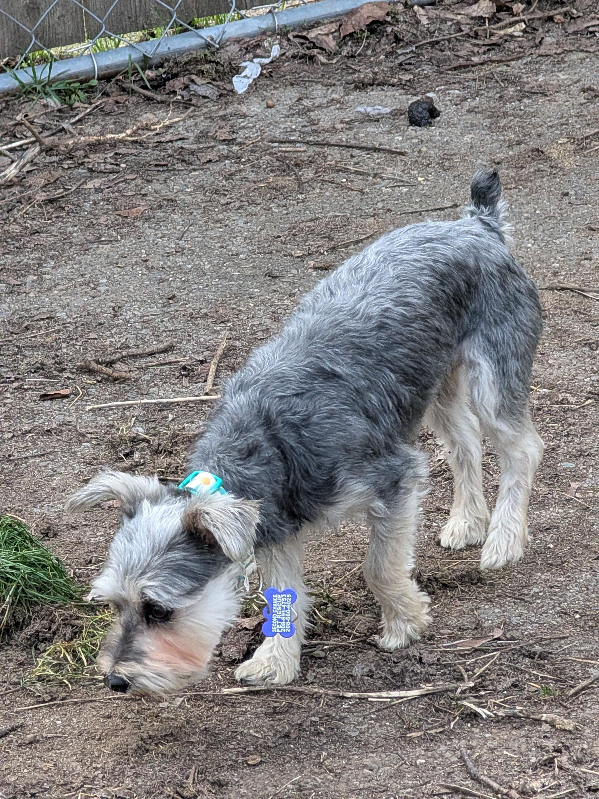 Enlarge Lilly, an adopted Miniature Schnauzer in COEUR D ALENE, ID image 2/5