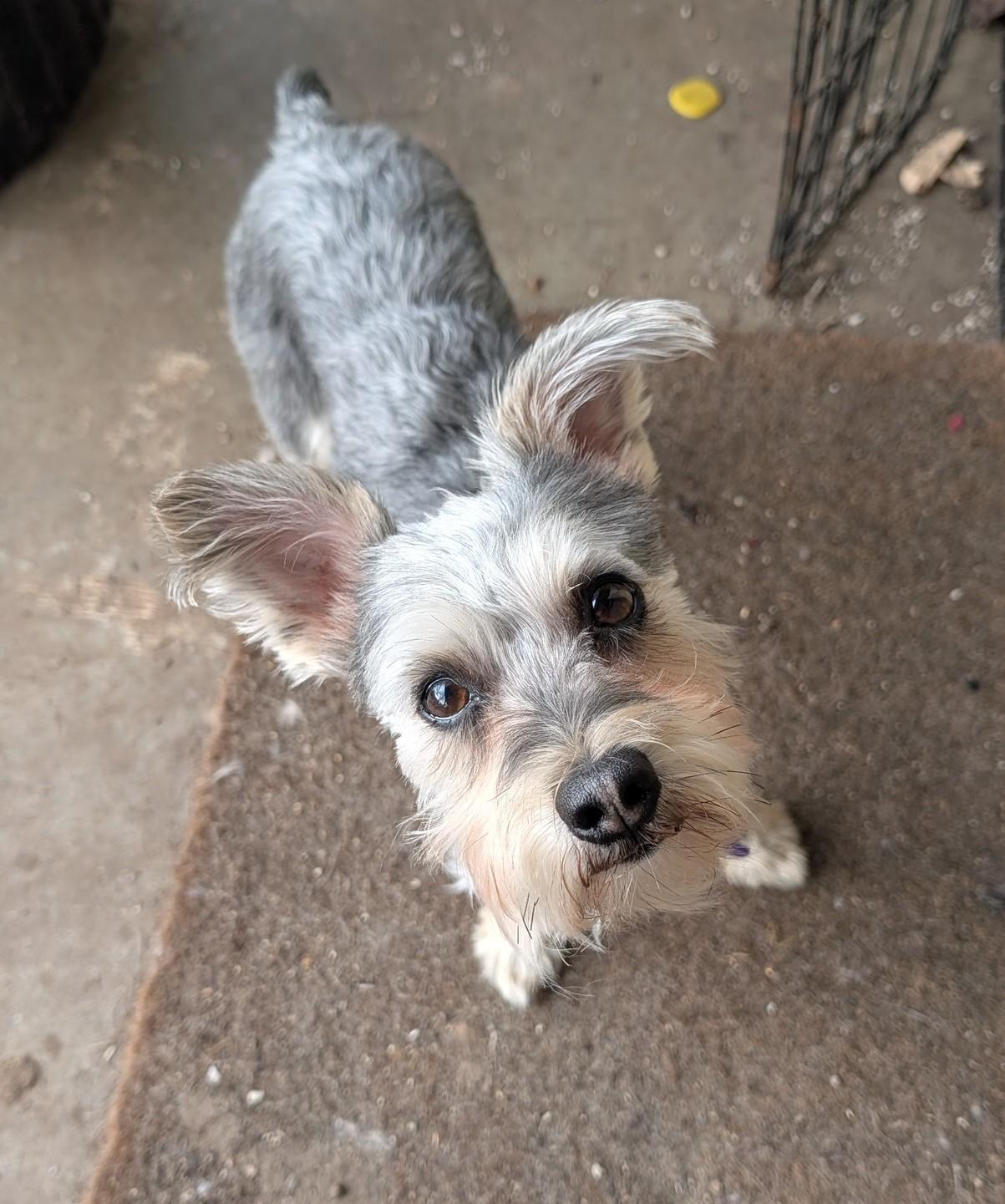 Lilly, adopted, Young Female Miniature Schnauzer.