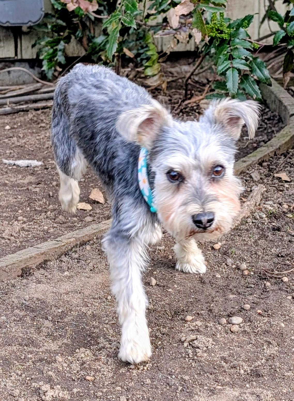 Enlarge Lilly, an adopted Miniature Schnauzer in COEUR D ALENE, ID image 5/5