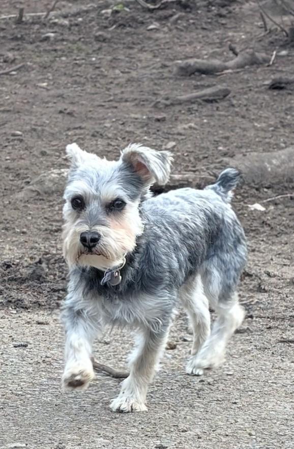 Enlarge Lilly, an adopted Miniature Schnauzer in COEUR D ALENE, ID image 3/5