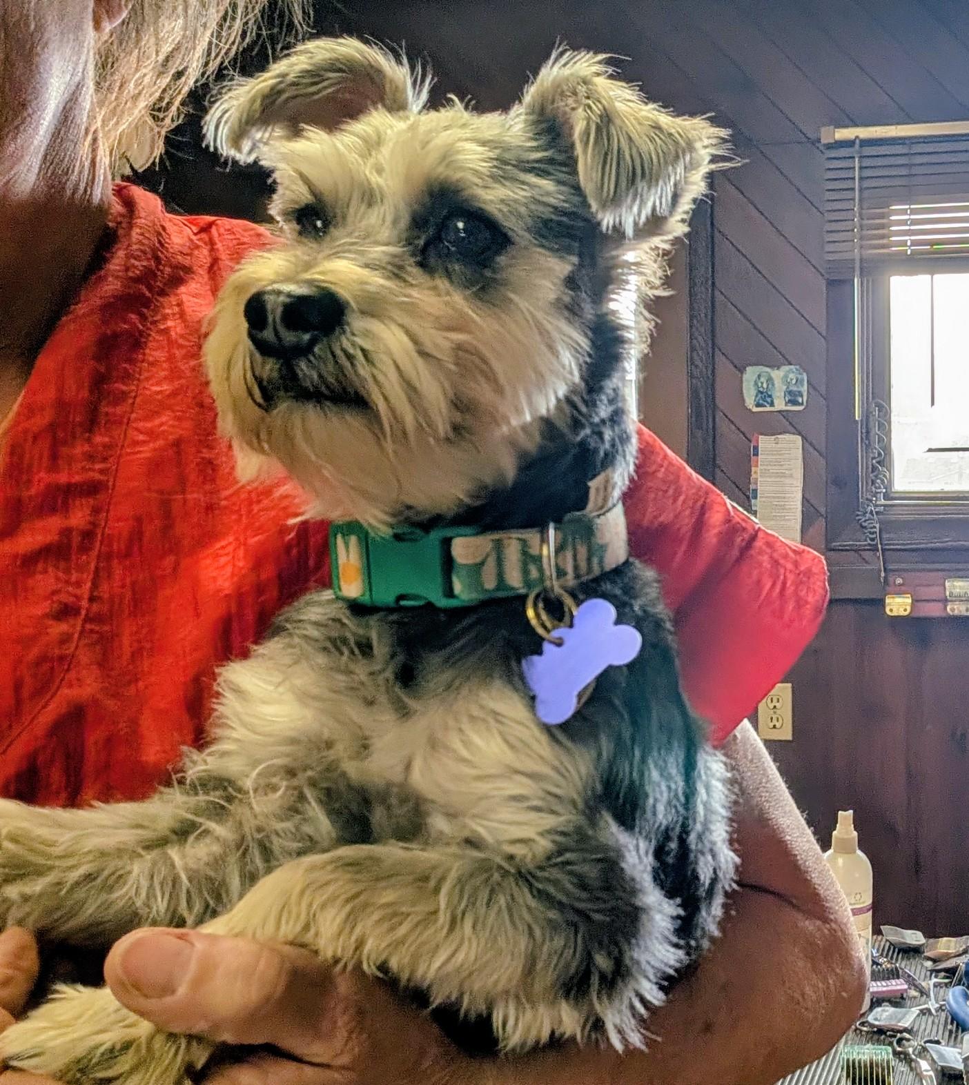Enlarge Lilly, an adopted Miniature Schnauzer in COEUR D ALENE, ID image 4/5