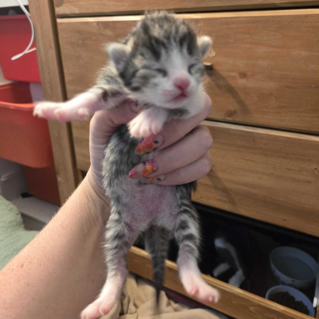 Creme Brulee (Bonded with Waffle)