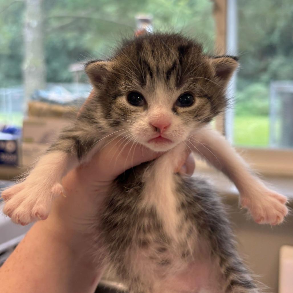 Creme Brulee (Bonded with Waffle) — thumbnail 2