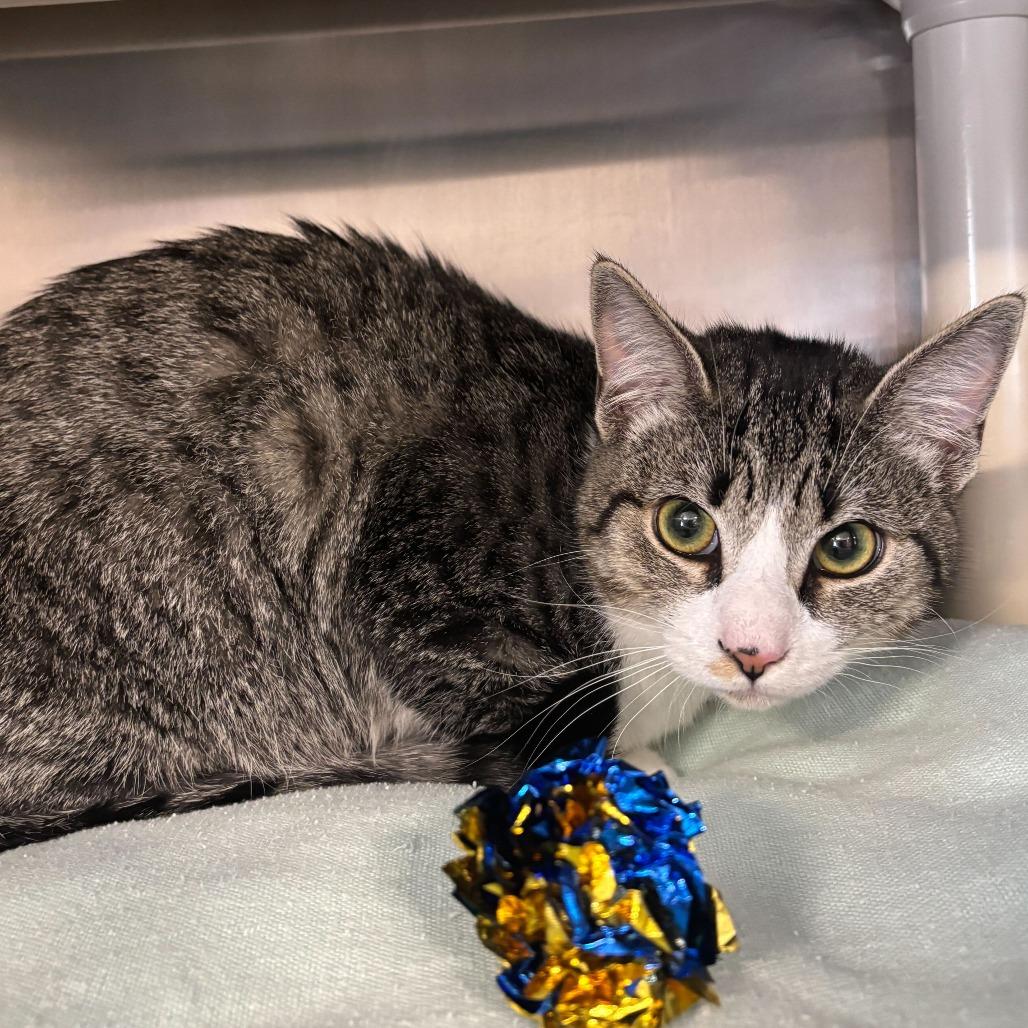 Creme Brulee (Bonded with Waffle) — thumbnail 3