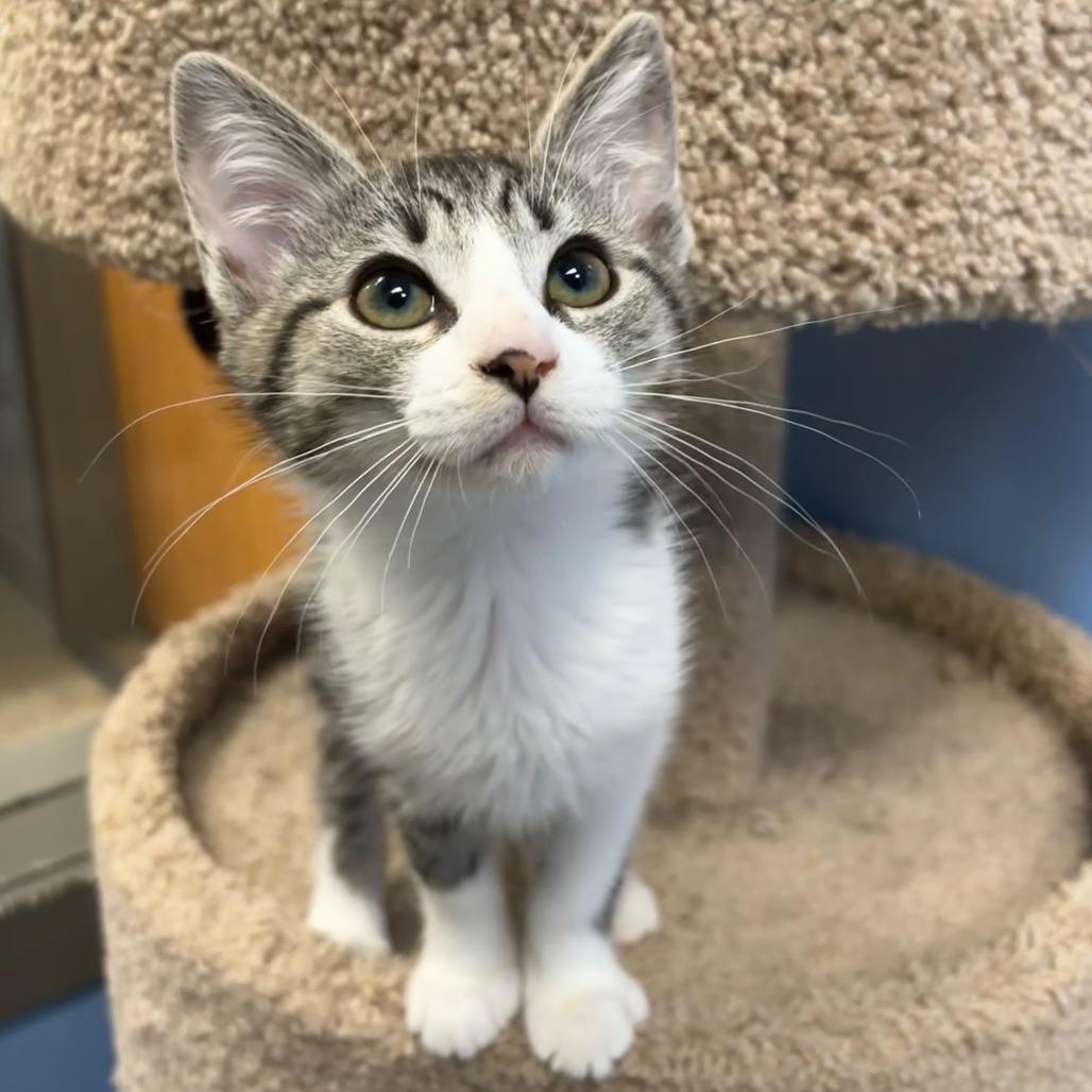 Creme Brulee (Bonded with Waffle) — thumbnail 4