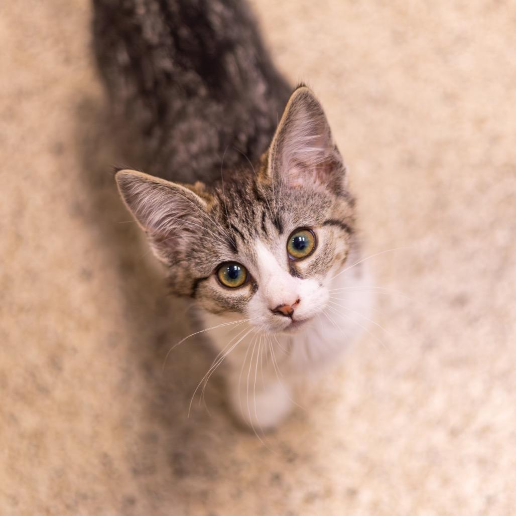 Creme Brulee (Bonded with Waffle) — thumbnail 5