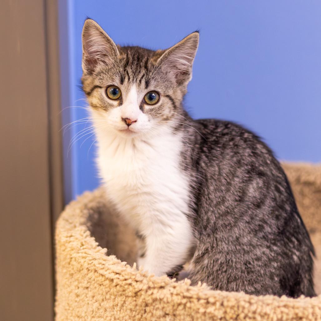 Creme Brulee (Bonded with Waffle) — thumbnail 6