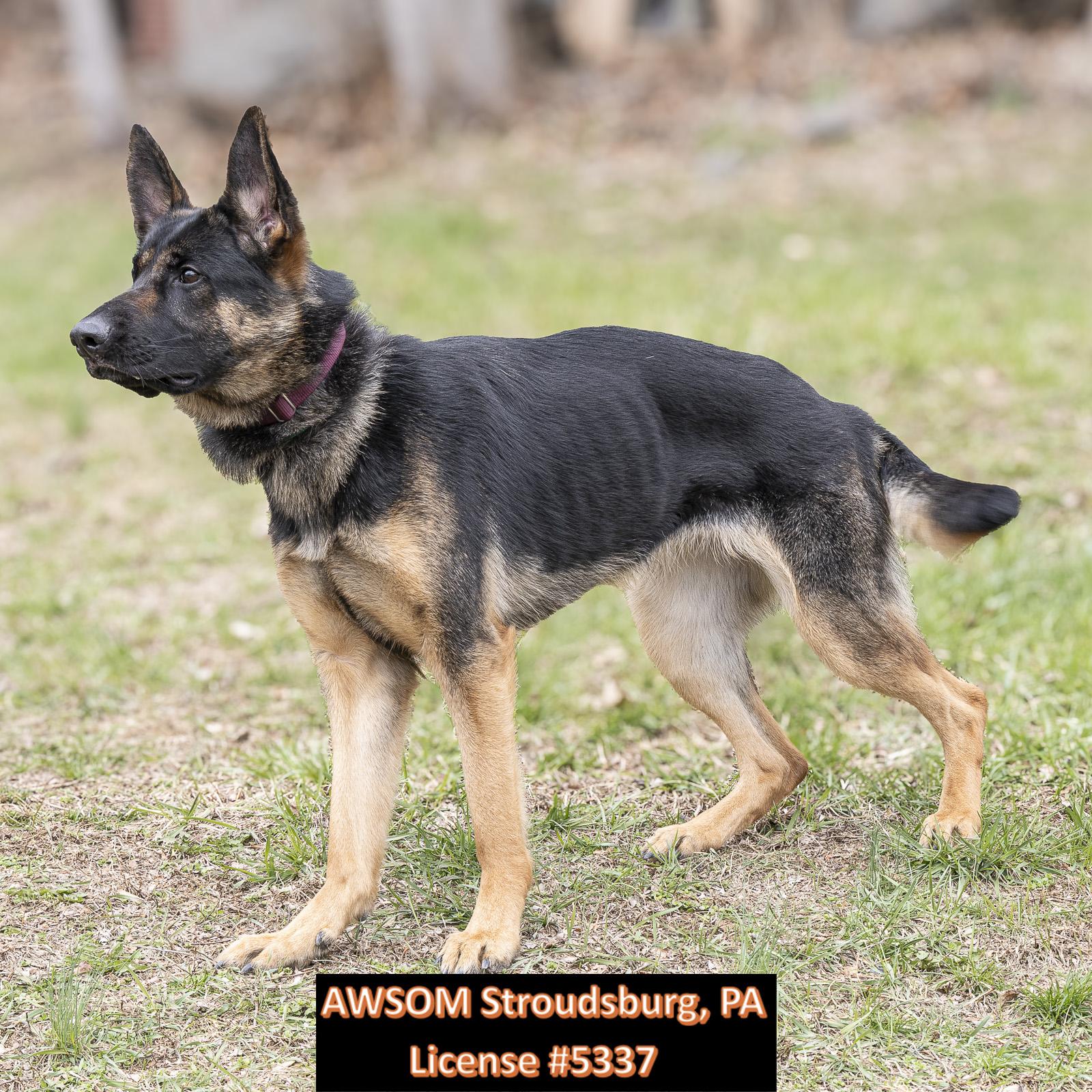 Helga, an adopted mixed breed in Stroudsburg, PA image 3/3