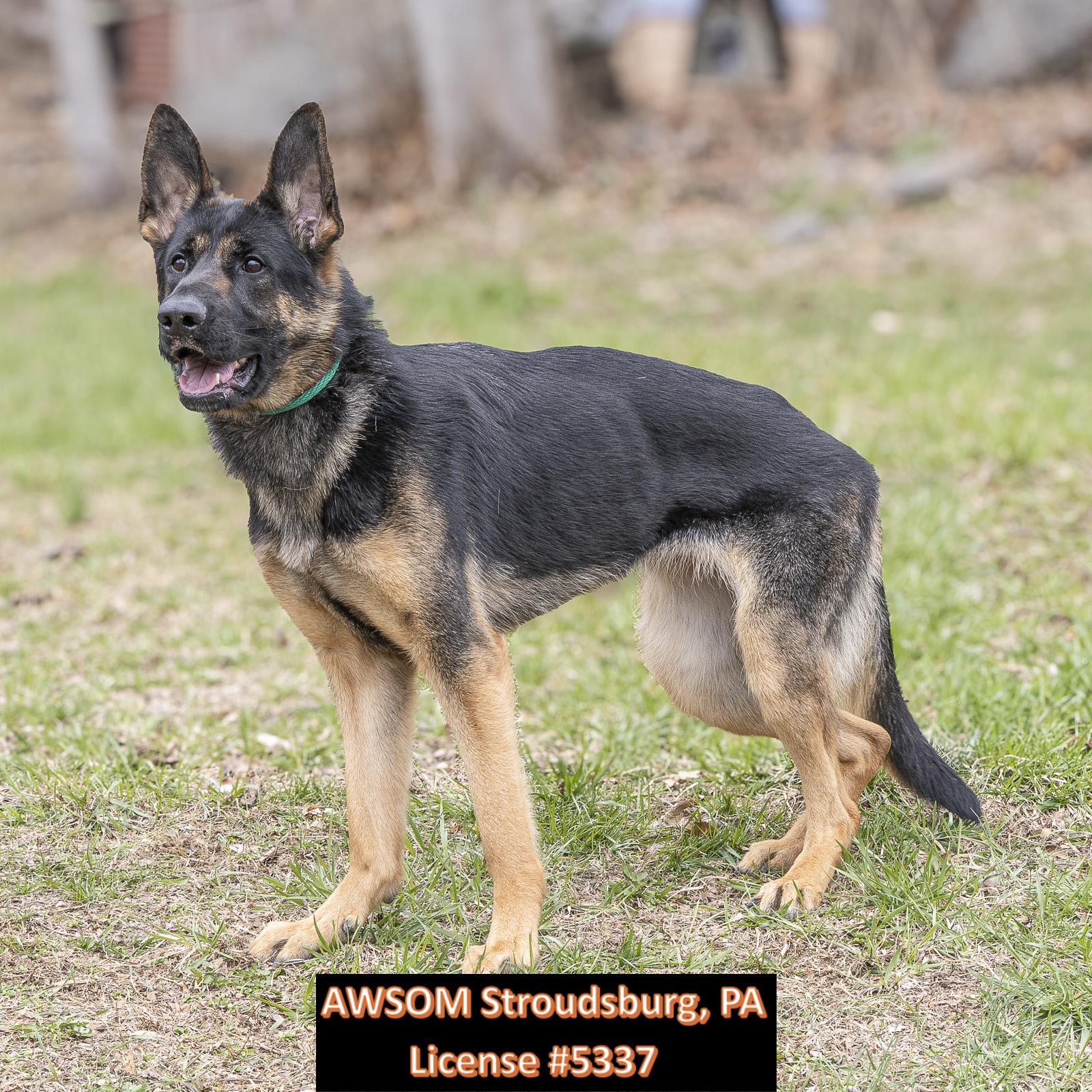 Helga, an adopted mixed breed in Stroudsburg, PA image 2/3