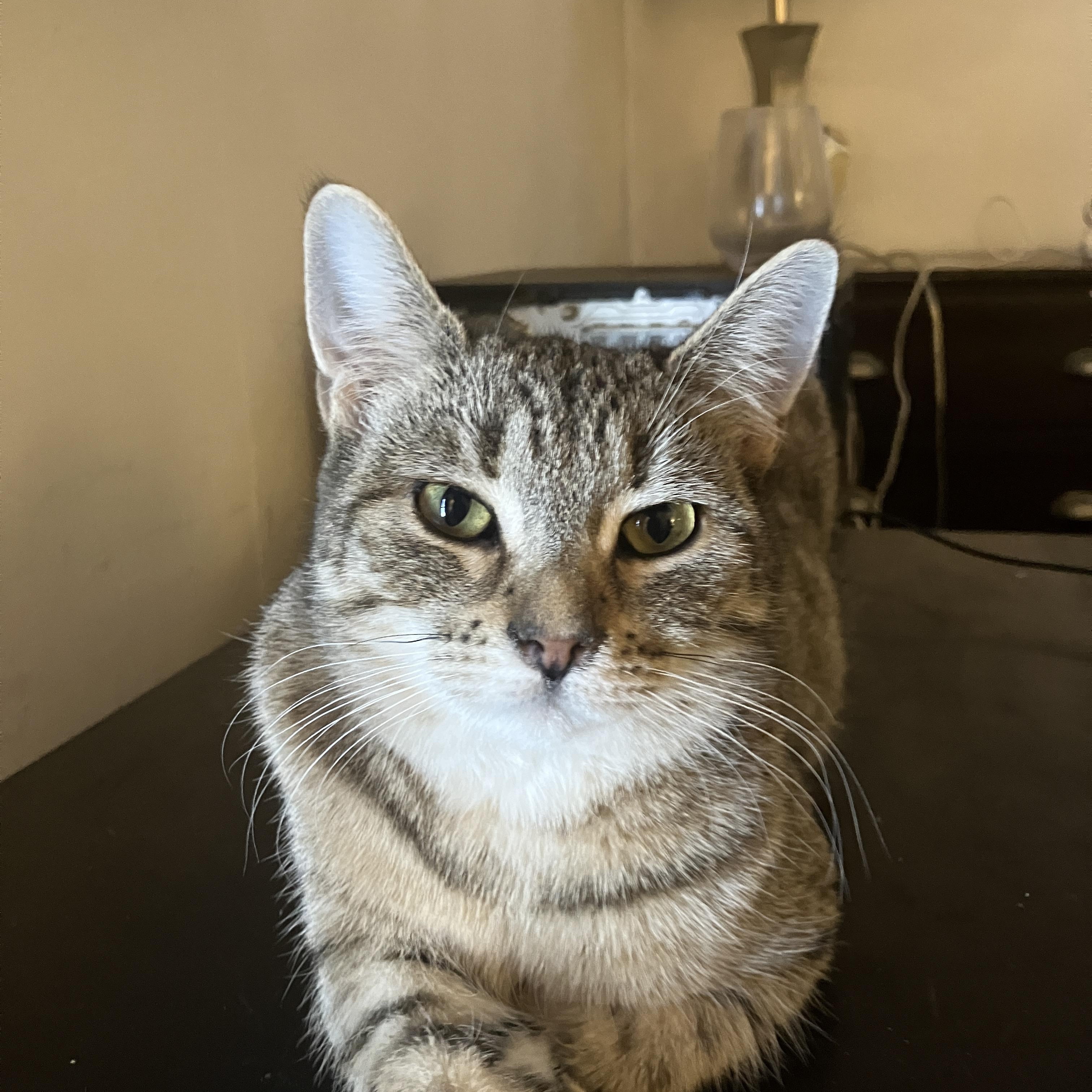 Frankie, a ADOPTABLE Domestic Short Hair in Detroit, MI image 1/4