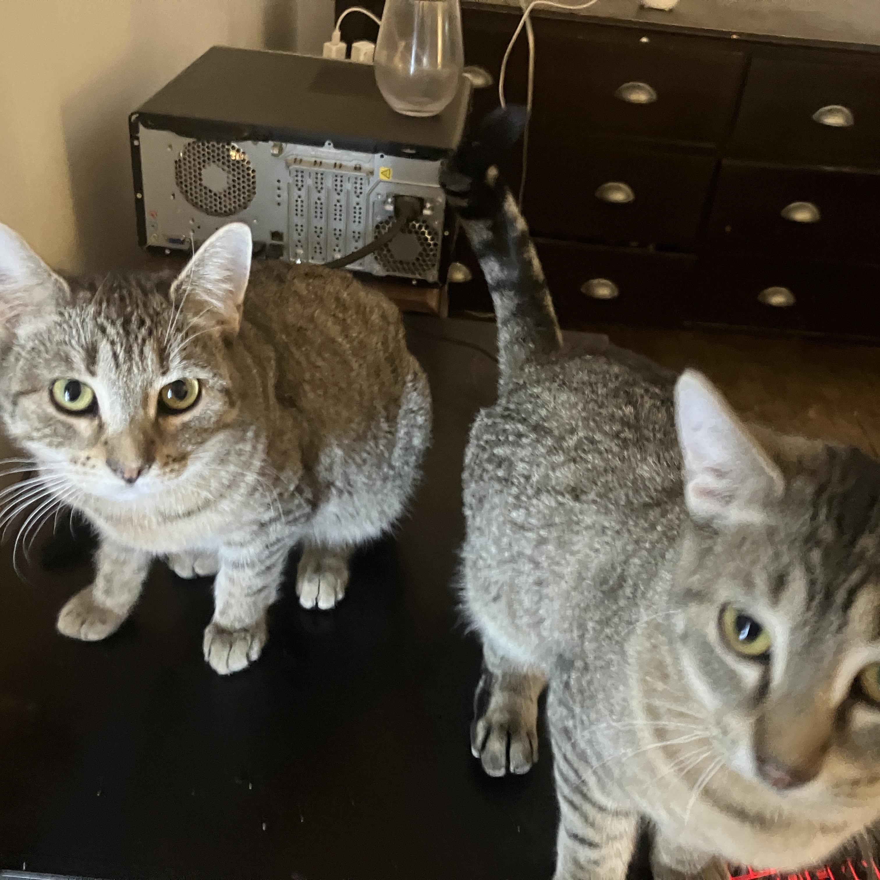 Frankie, a ADOPTABLE Domestic Short Hair in Detroit, MI image 4/4