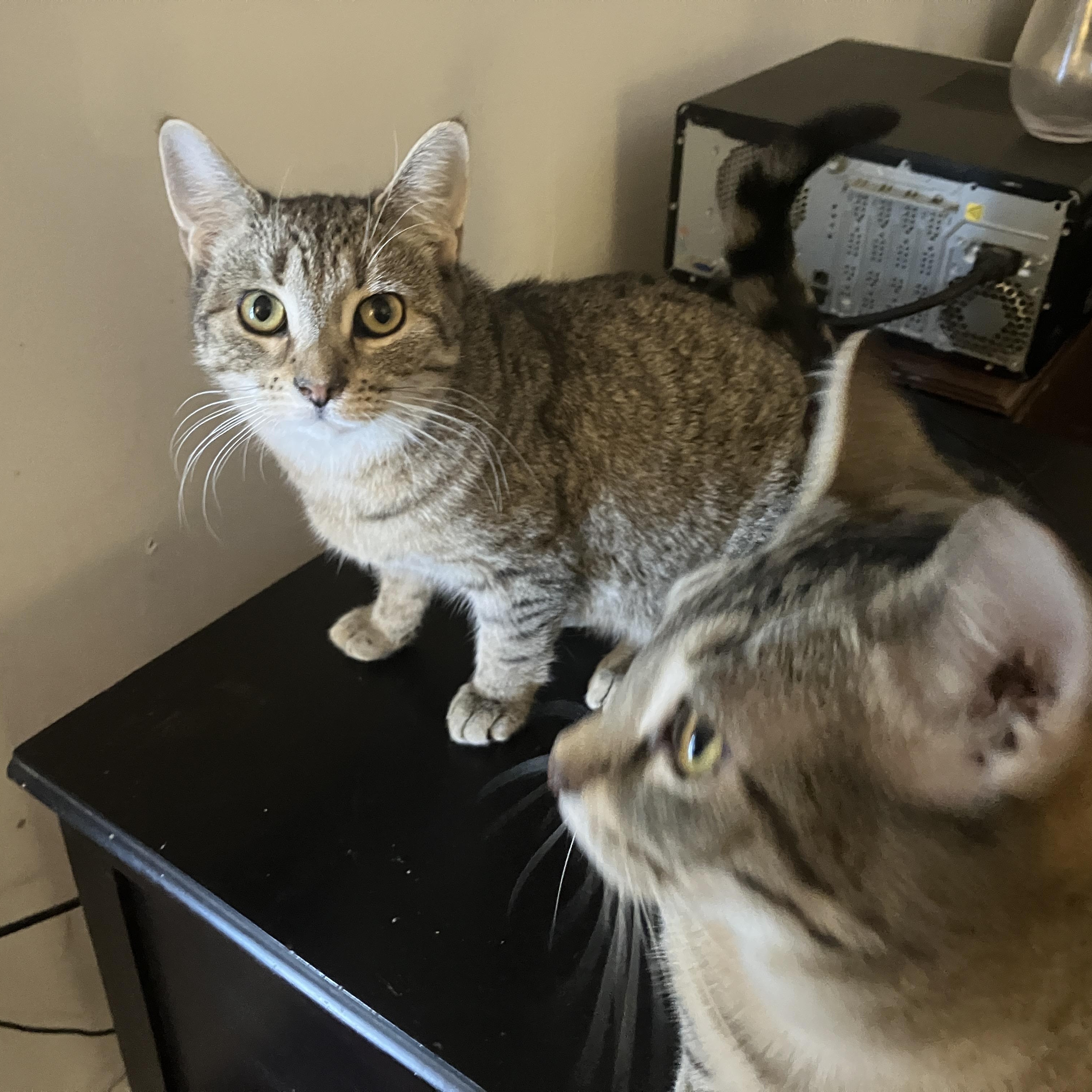 Frankie, a ADOPTABLE Domestic Short Hair in Detroit, MI image 3/4