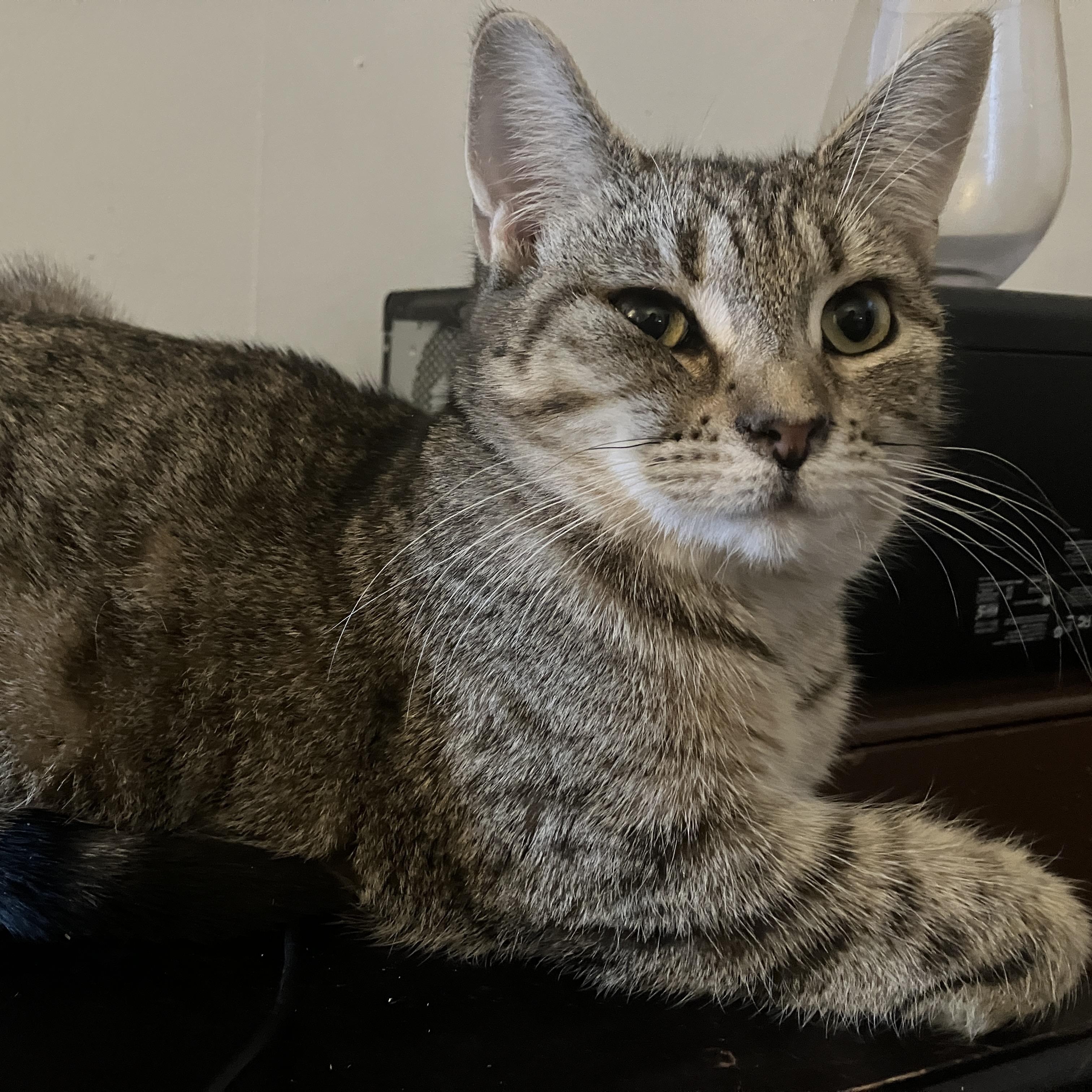 Frankie, a ADOPTABLE Domestic Short Hair in Detroit, MI image 2/4