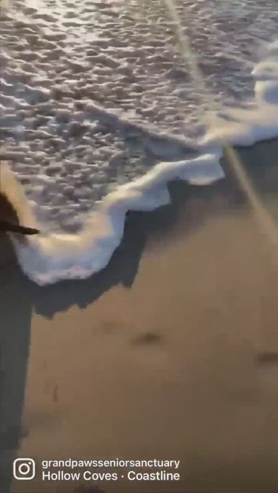 Enlarge Trenton , a Adopted mixed breed in Acton, CA video 6/11