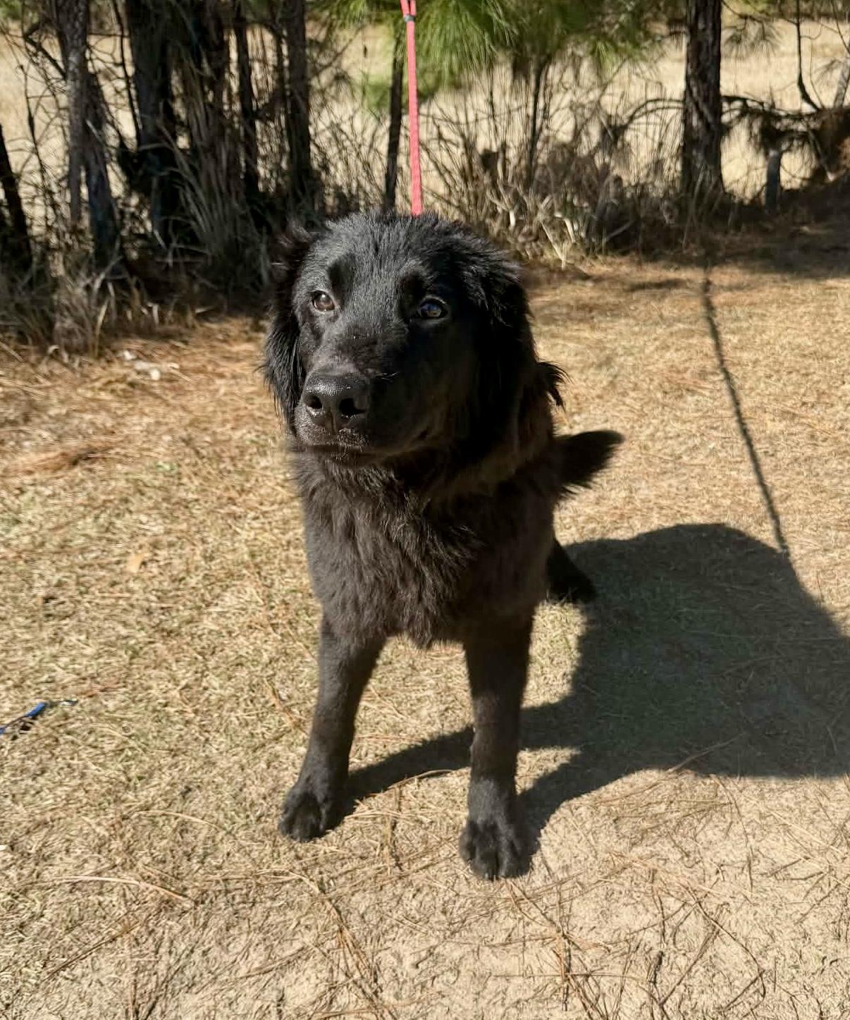 Enlarge Waylon, a Adoptable mixed breed in Jackson, MI image 6/6