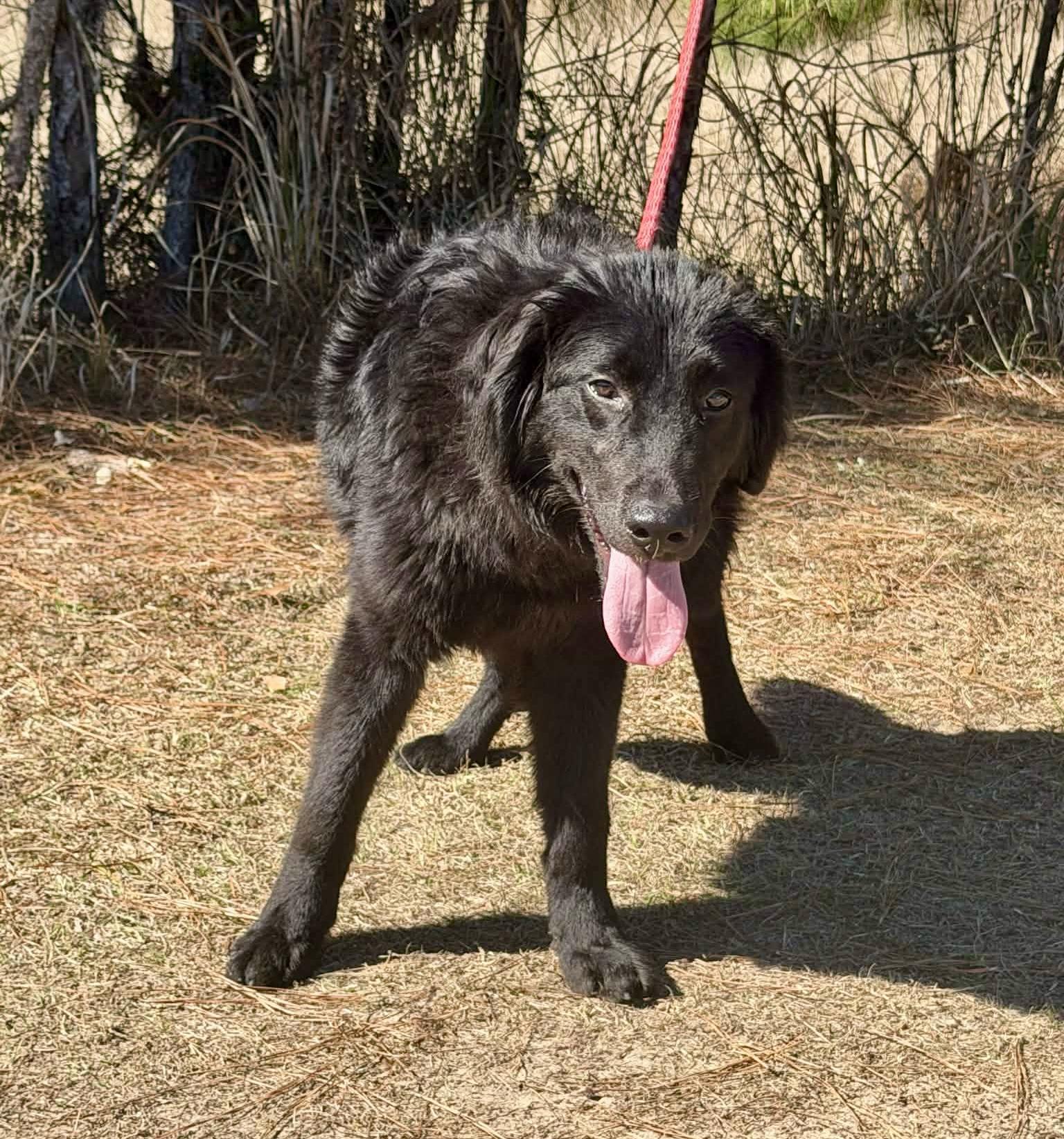 Enlarge Waylon, a Adoptable mixed breed in Jackson, MI image 3/6