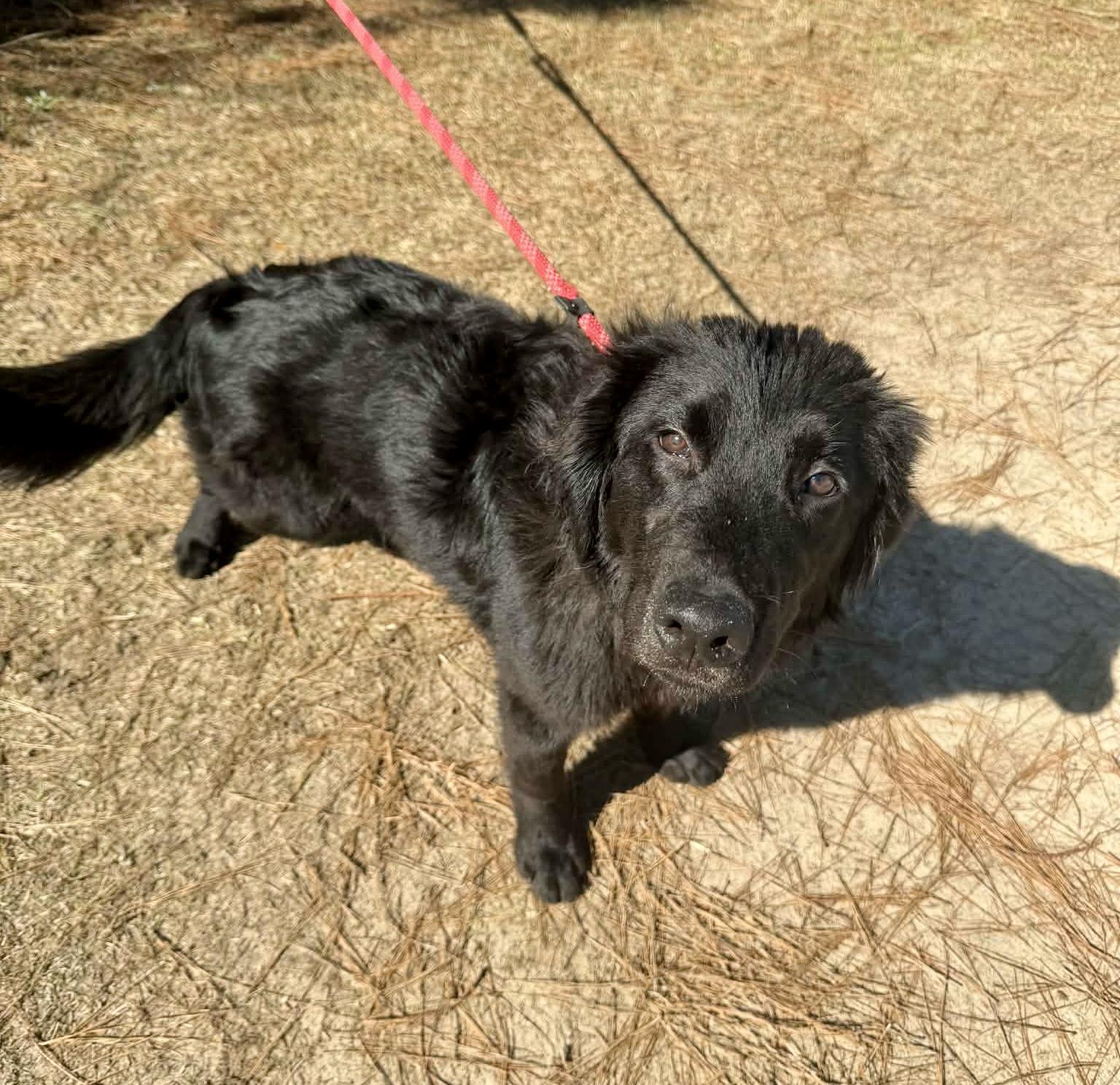 Enlarge Waylon, a Adoptable mixed breed in Jackson, MI image 5/6