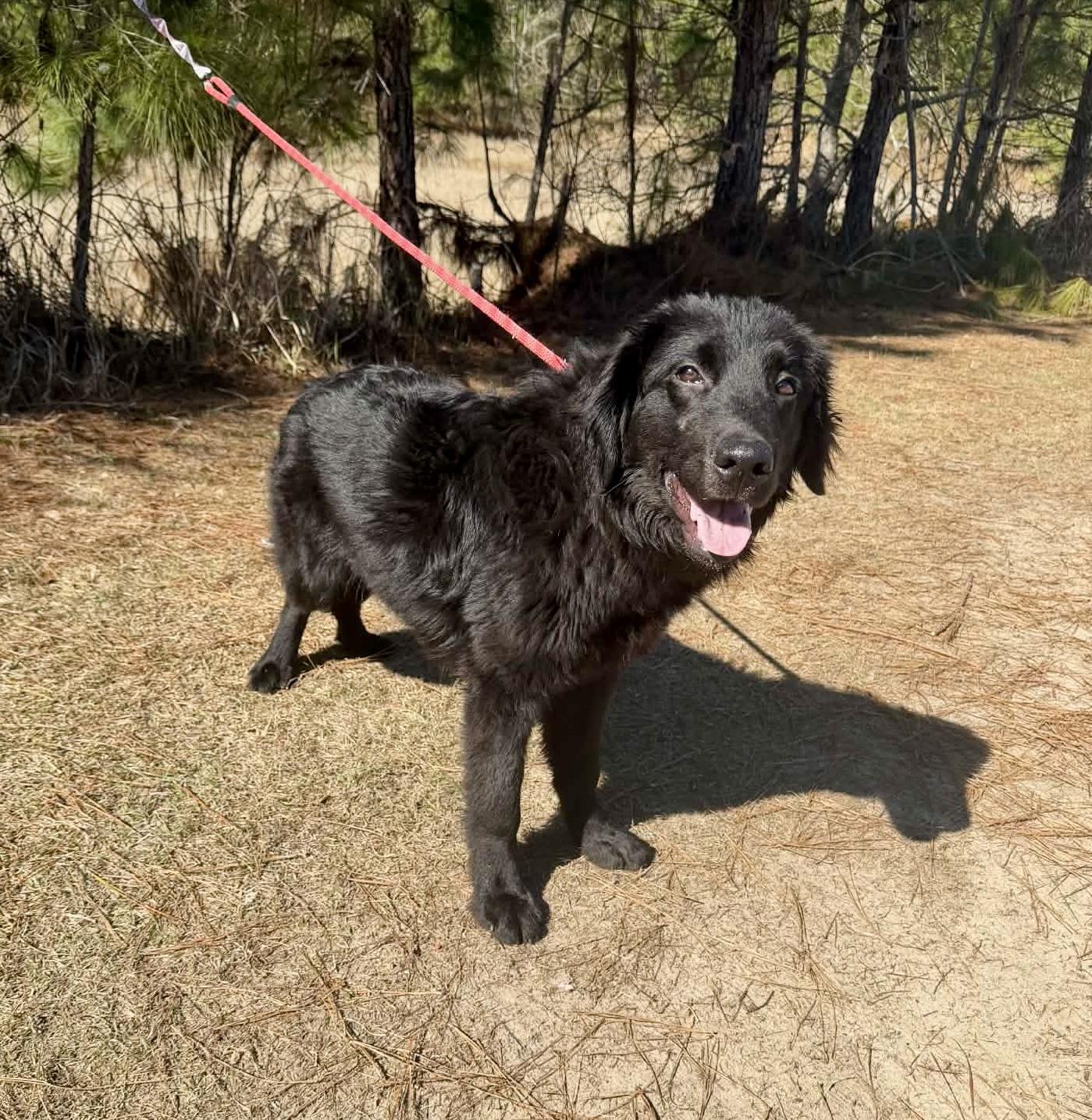 Enlarge Waylon, a Adoptable mixed breed in Jackson, MI image 2/6