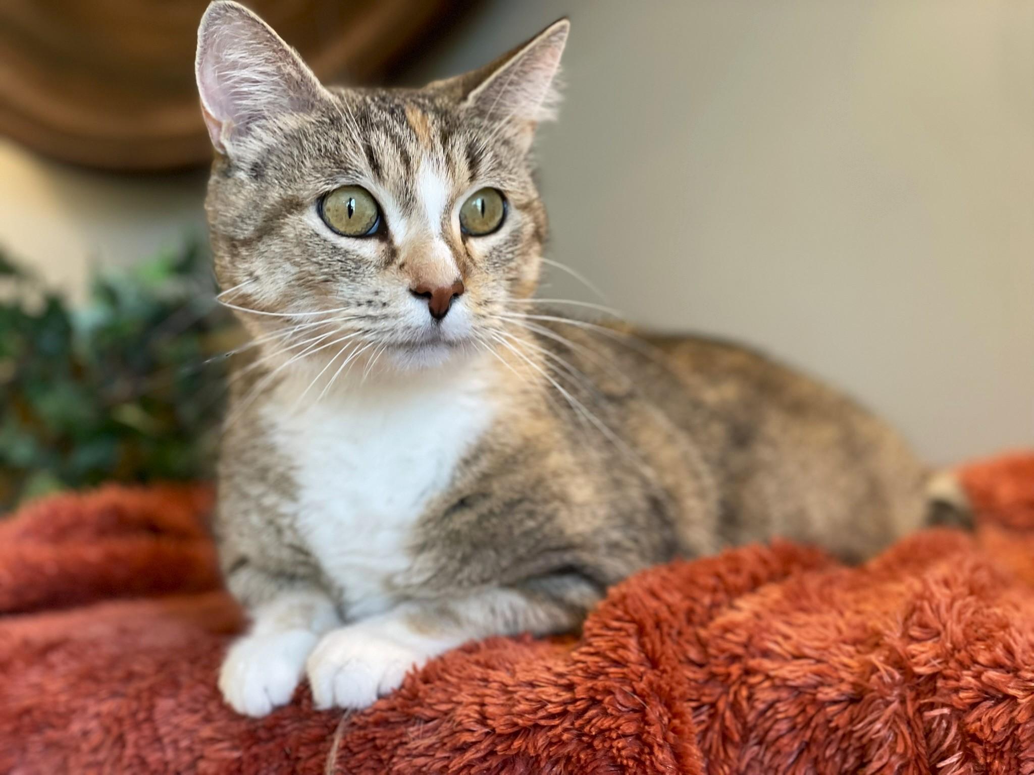 Maple, ADOPTABLE, Adult Female Calico & Tabby.
