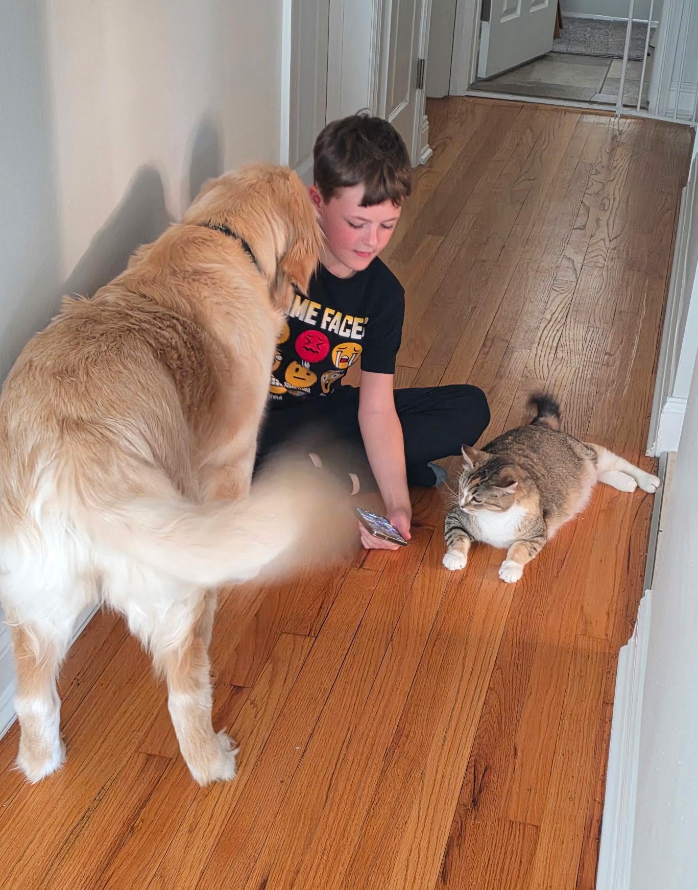 Enlarge Maple, a ADOPTABLE mixed breed in Taylor, MI image 3/6