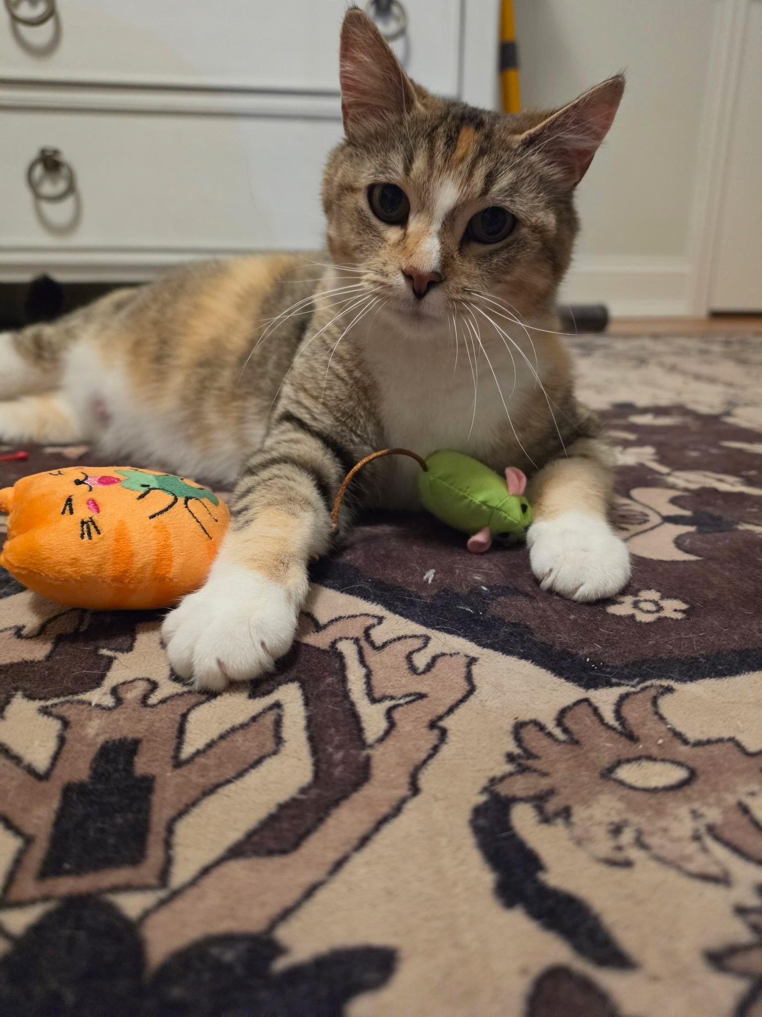 Enlarge Maple, a ADOPTABLE mixed breed in Taylor, MI image 6/6