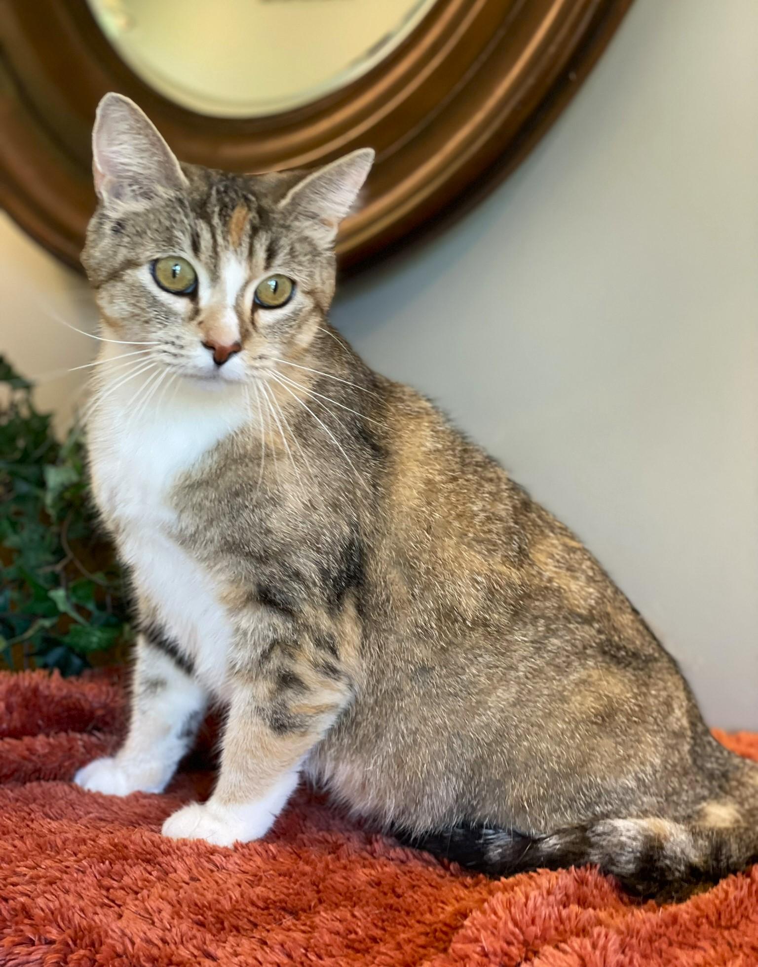Enlarge Maple, a ADOPTABLE mixed breed in Taylor, MI image 2/6