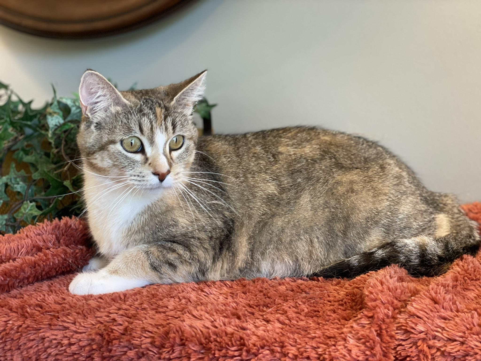 Enlarge Maple, a ADOPTABLE mixed breed in Taylor, MI image 4/6