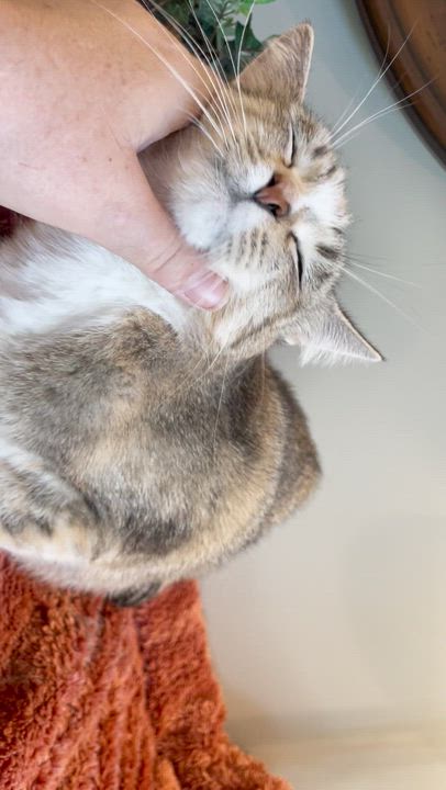 Enlarge Maple, a ADOPTABLE mixed breed in Taylor, MI video 5/6