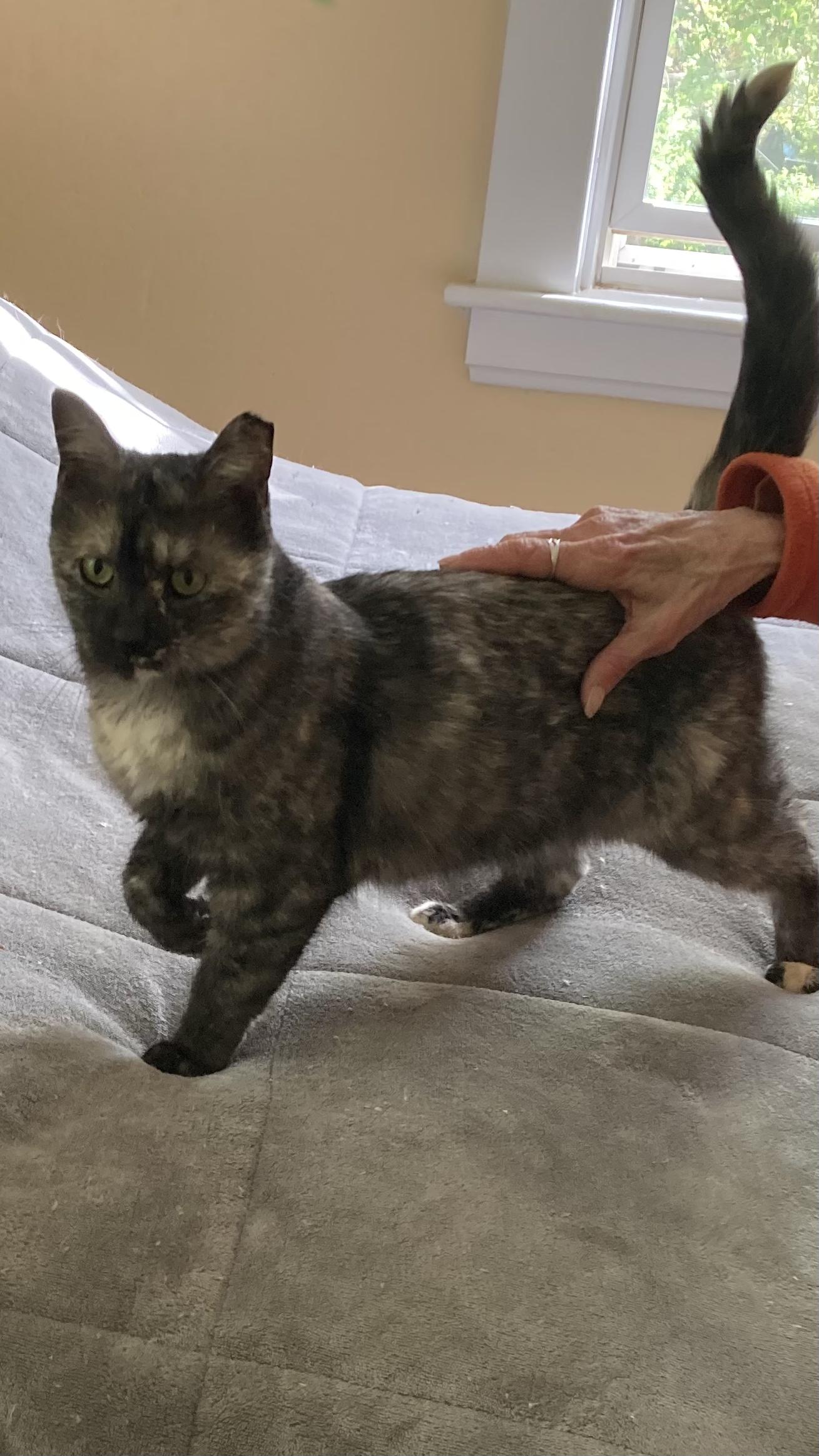 Betty Boop, a Adoptable Tortoiseshell in West Warwick, RI image 3/3