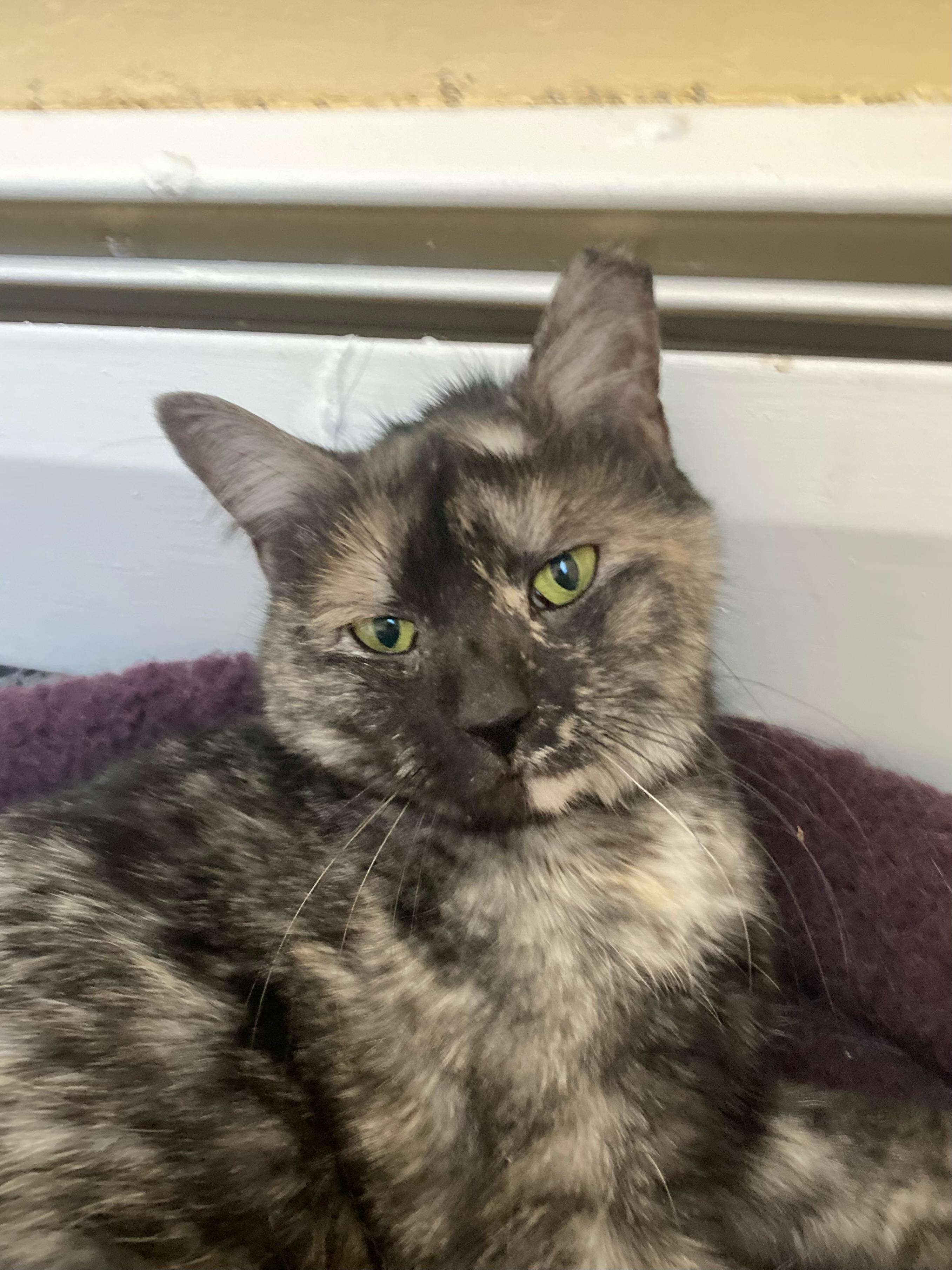 Betty Boop, Adoptable, Adult Female Tortoiseshell.