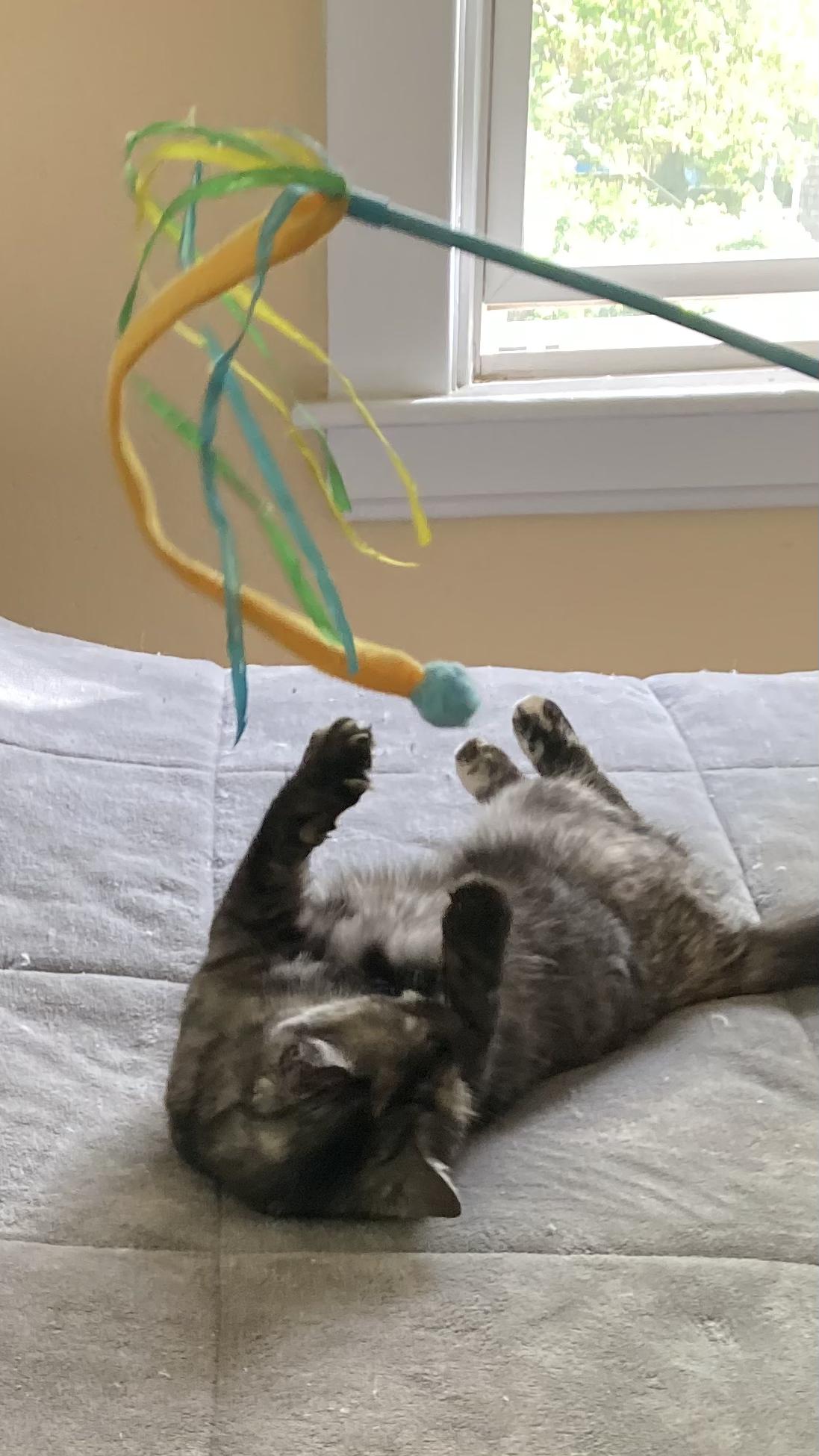 Betty Boop, a Adoptable Tortoiseshell in West Warwick, RI image 2/3