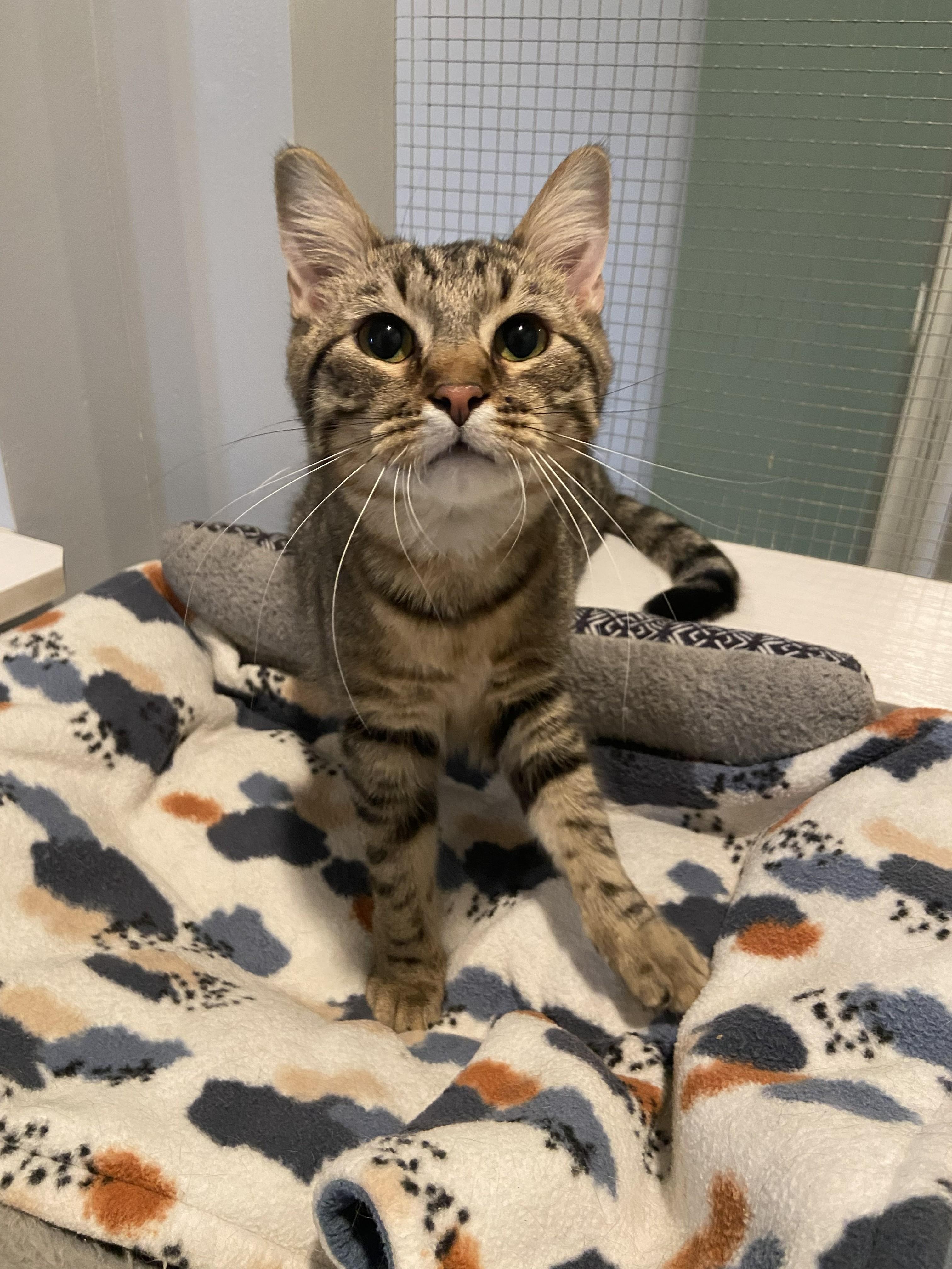 Enlarge Odessa, a ADOPTABLE Domestic Short Hair in Lincoln, NE image 1/1