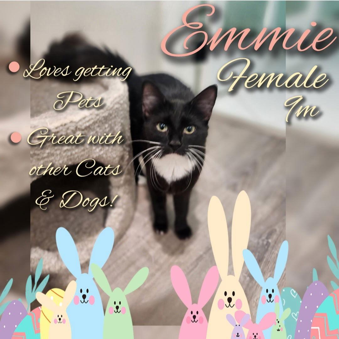 Enlarge Emmie, a Adoptable Domestic Short Hair in Land O Lakes, FL image 1/1