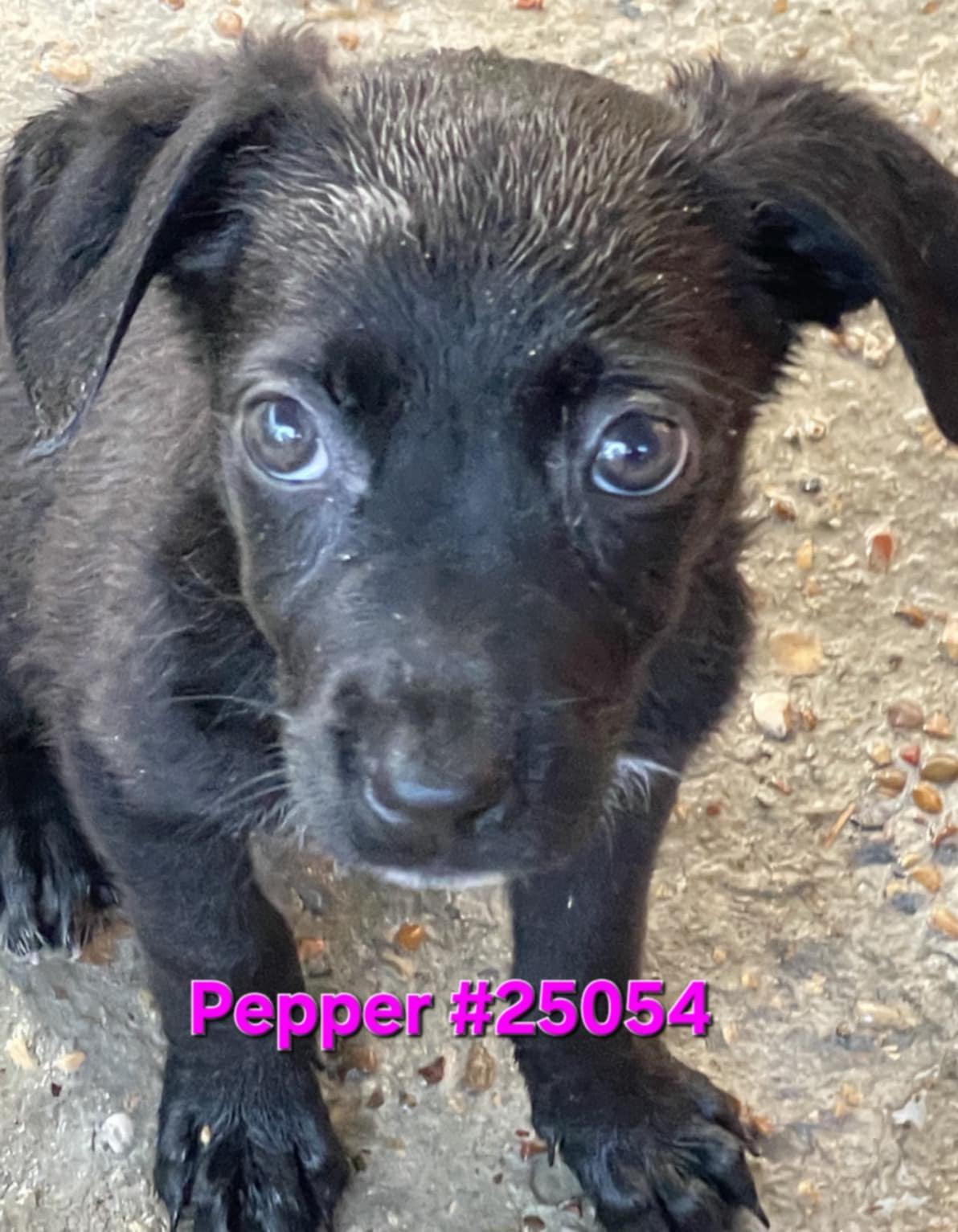 Pepper, Young Female unknown