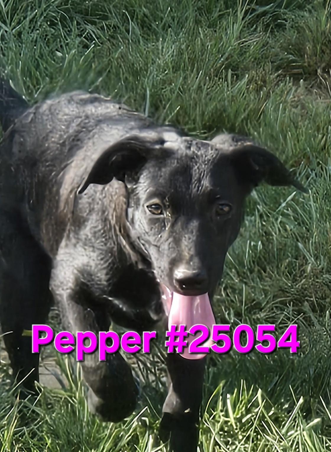 Pepper, Adoptable, Young Female Mixed Breed.