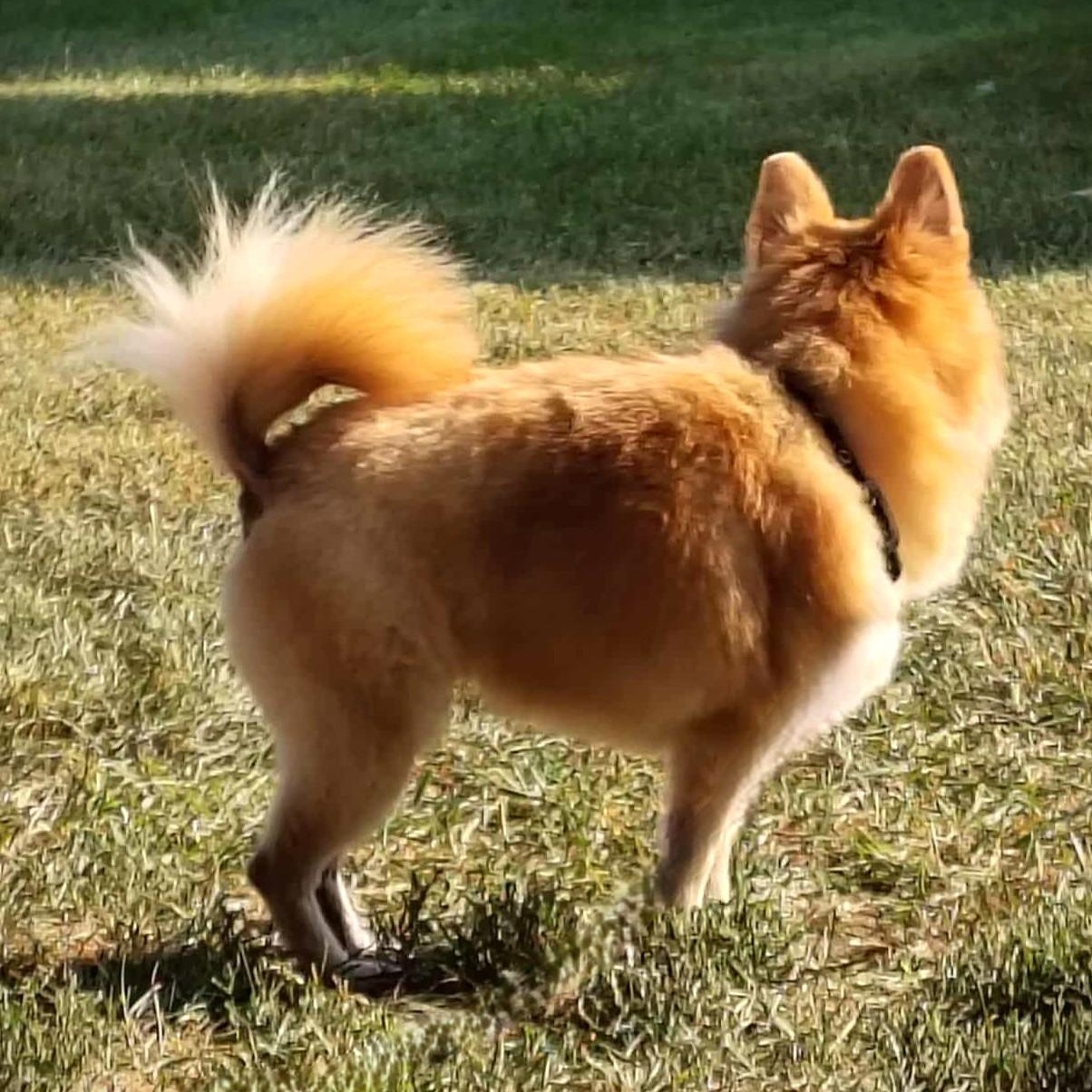 TATER TOT, Adopted, Senior Female Pomeranian.