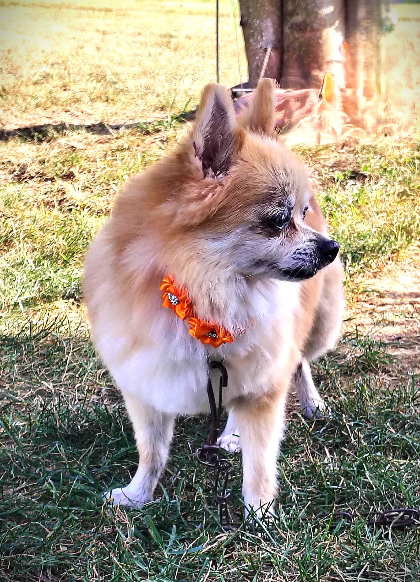TATER TOT