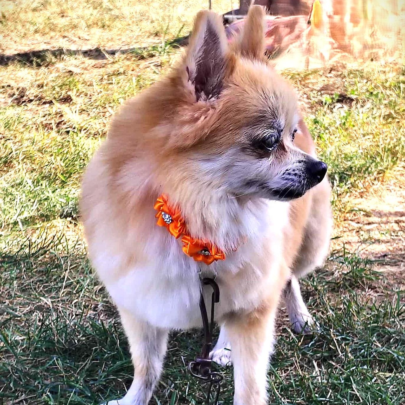 Enlarge TATER TOT, a Adopted Pomeranian in Burton, MI image 2/6