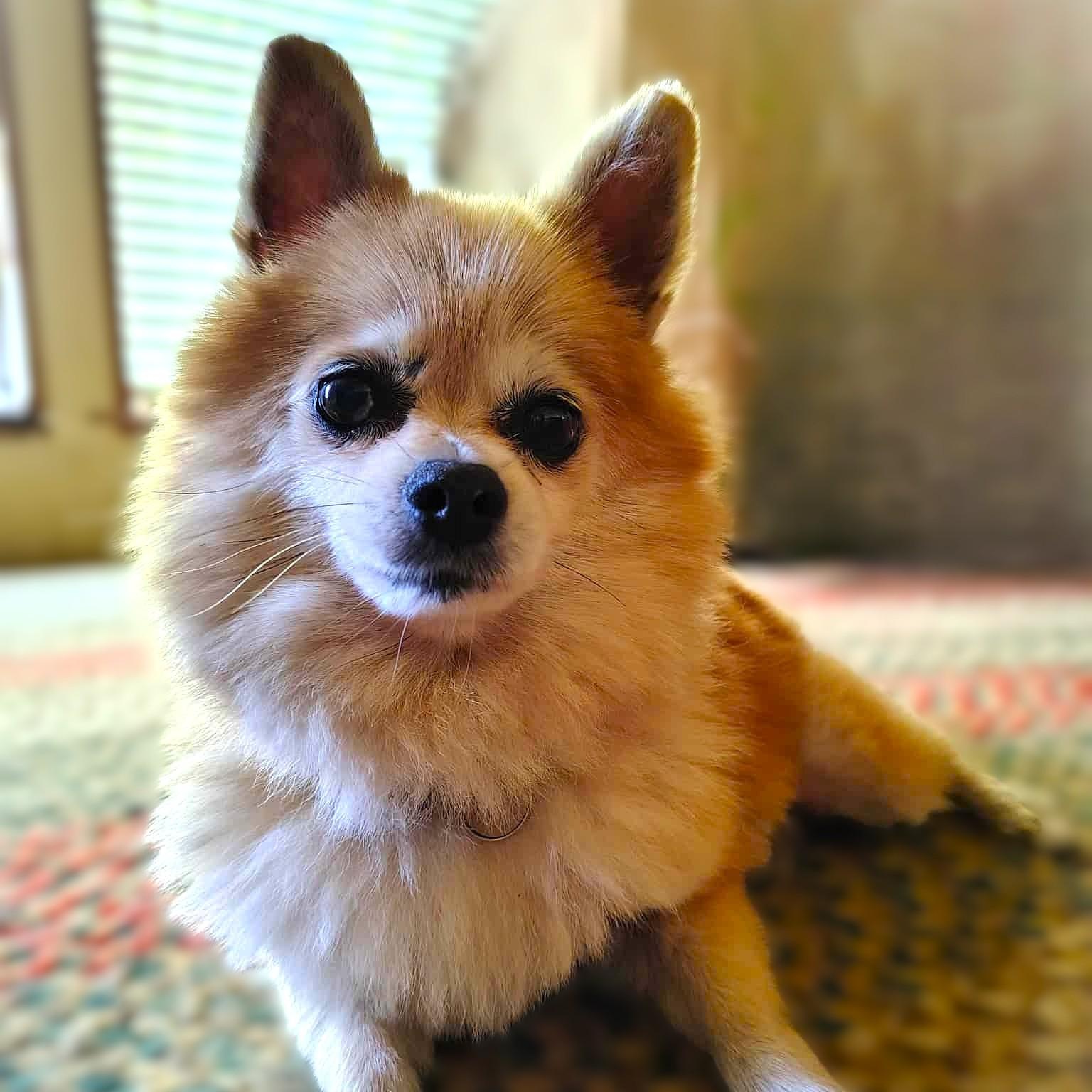 Enlarge TATER TOT, a Adopted Pomeranian in Burton, MI image 3/6