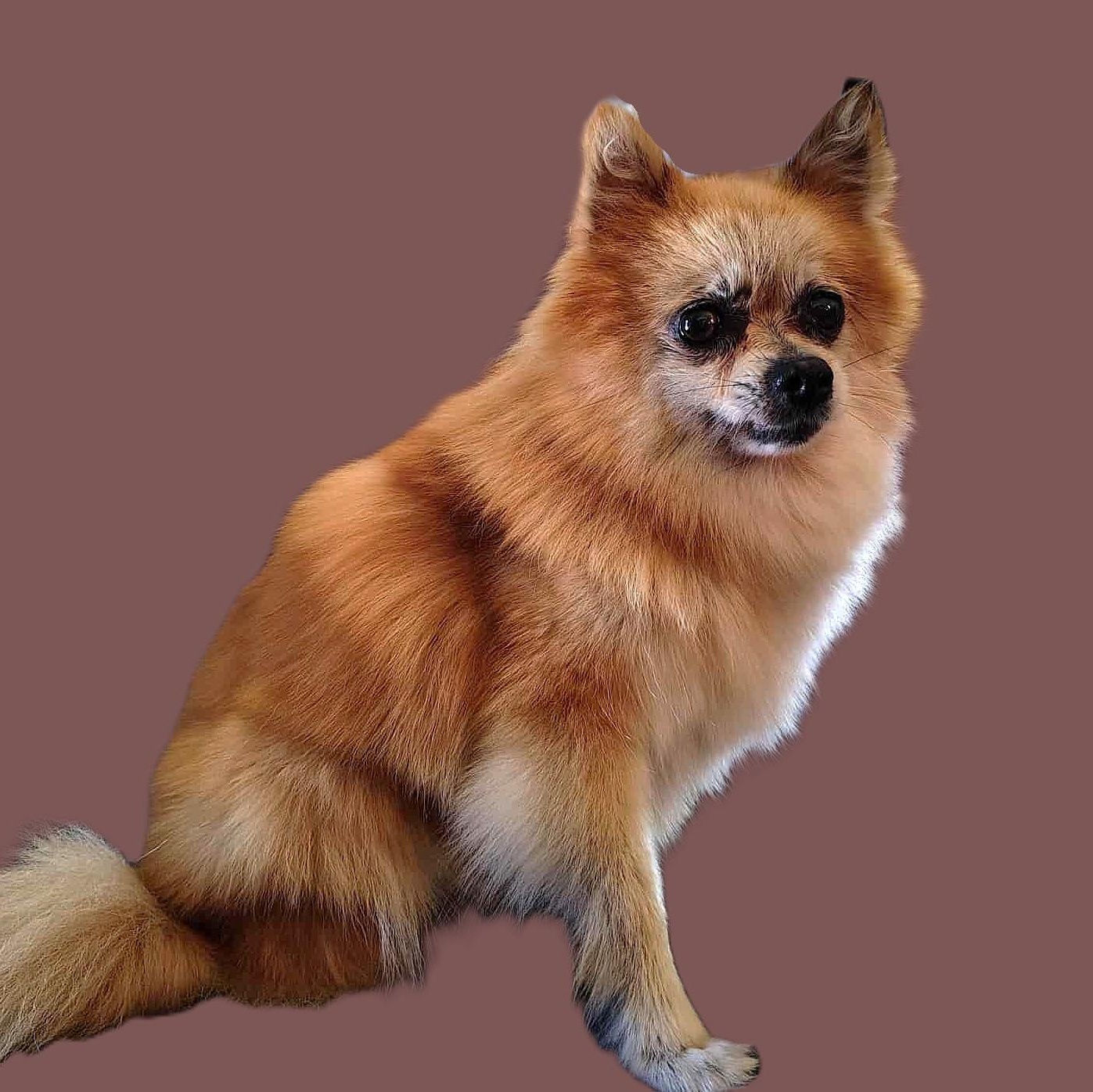 Enlarge TATER TOT, a Adopted Pomeranian in Burton, MI image 4/6