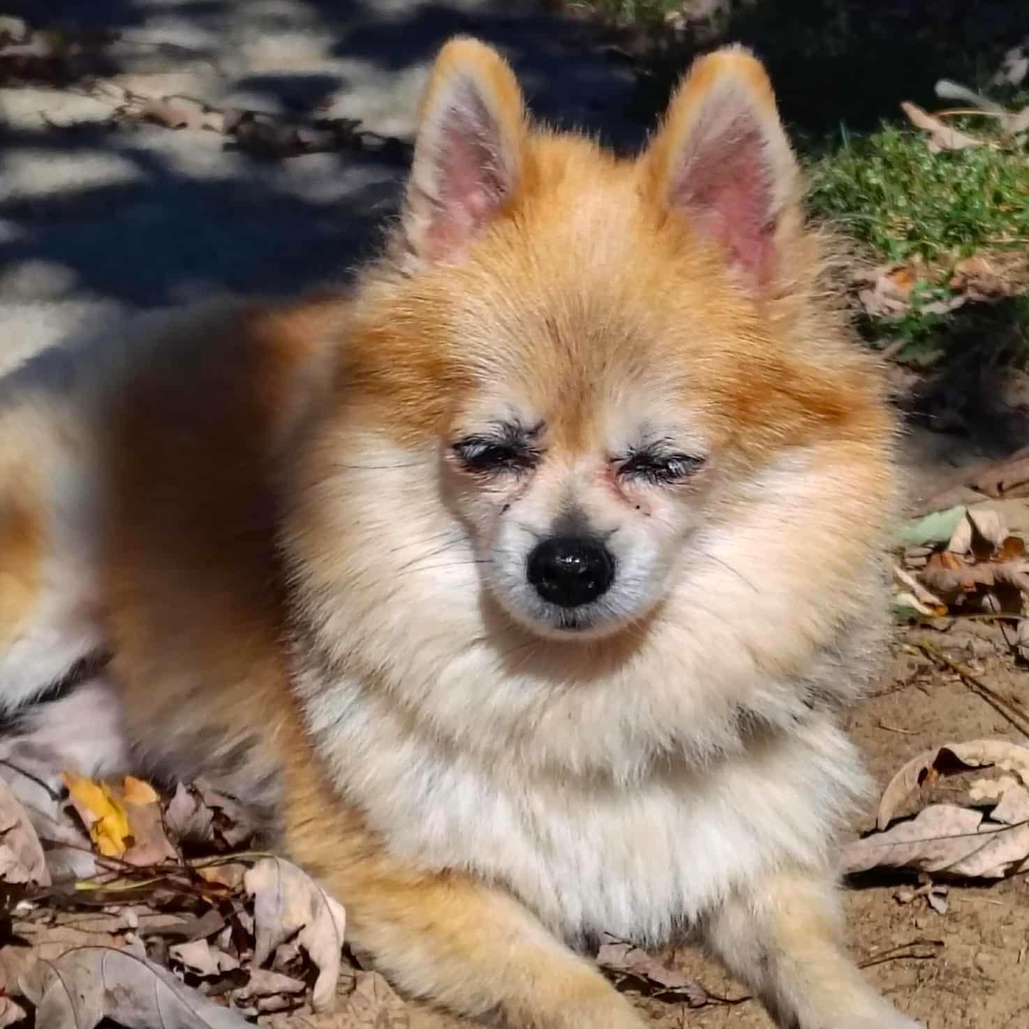 Enlarge TATER TOT, a Adopted Pomeranian in Burton, MI image 5/6