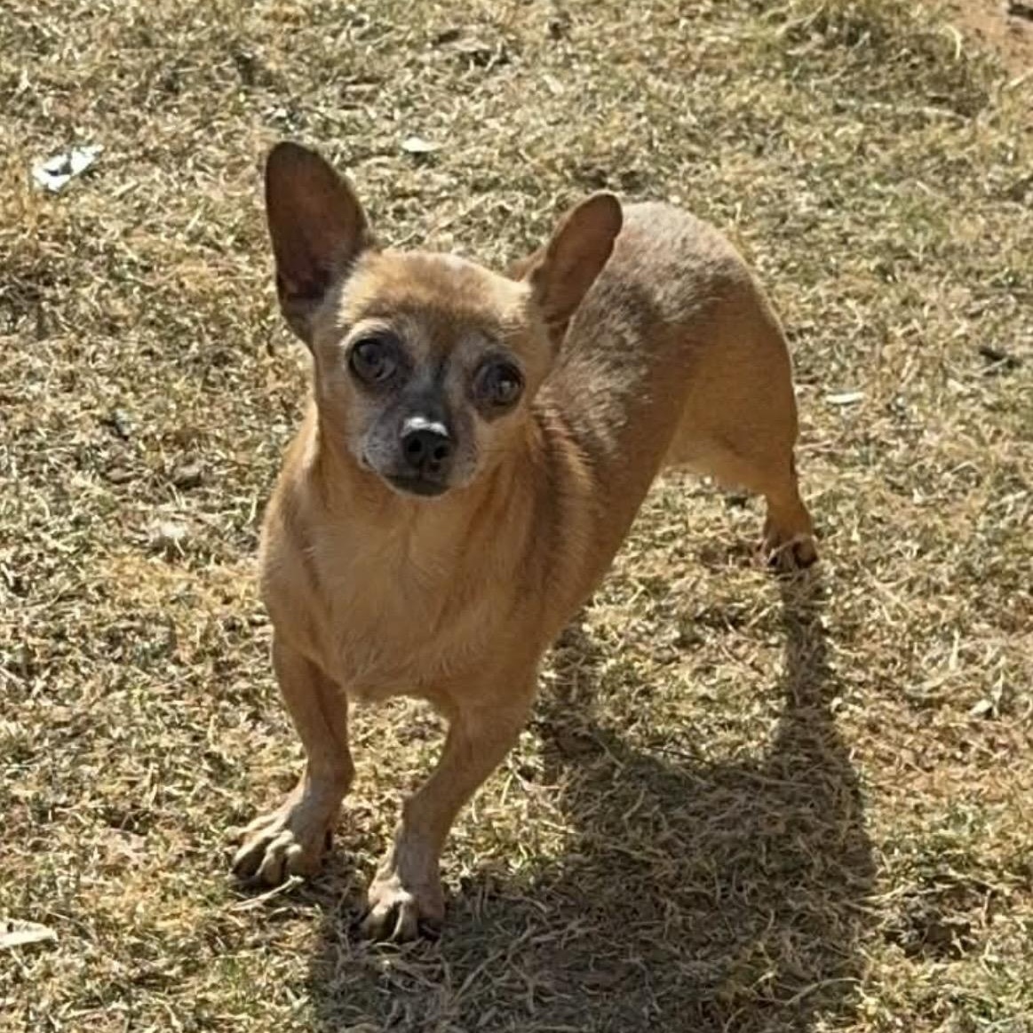 AyeAye , ADOPTABLE, Adult Female Chihuahua & Mixed Breed.