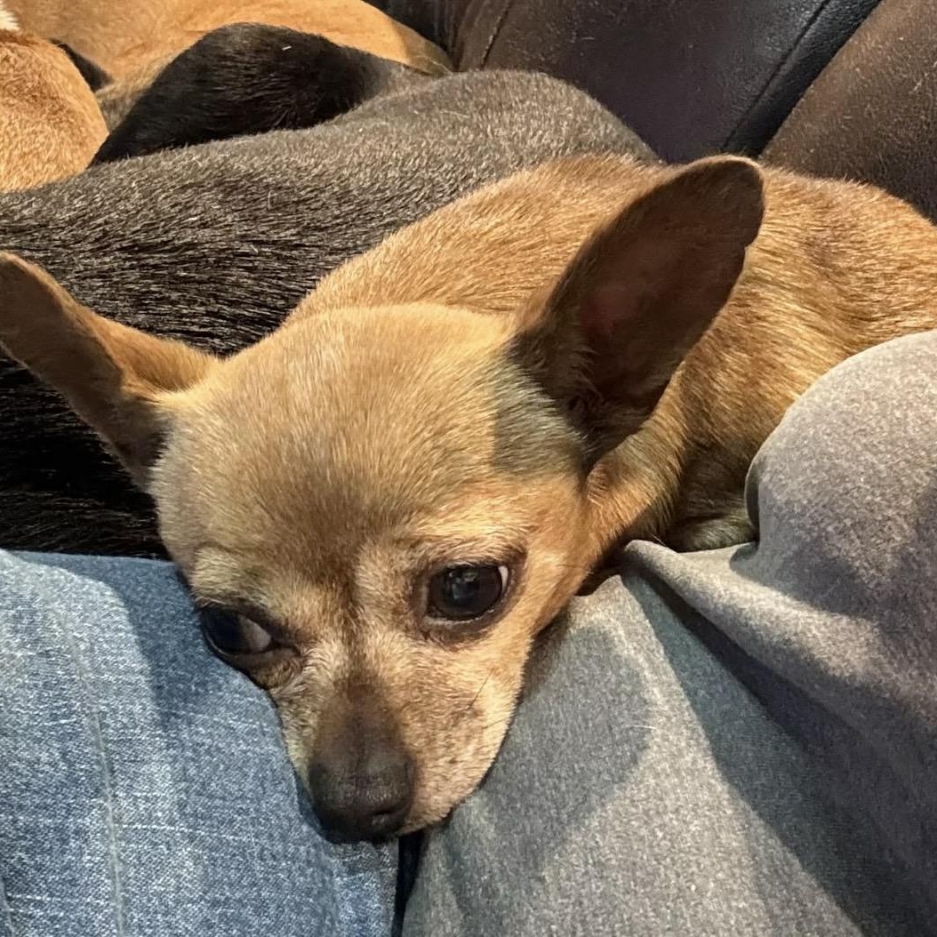 AyeAye , a ADOPTABLE mixed breed in Pelham, NH image 2/6