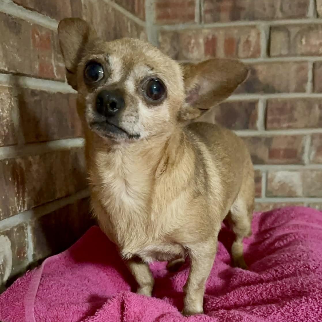 AyeAye , a ADOPTABLE mixed breed in Pelham, NH image 3/6