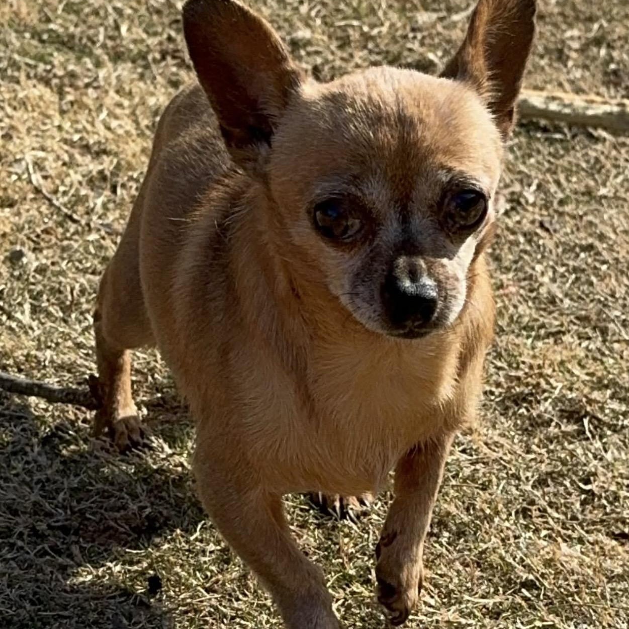 AyeAye , a ADOPTABLE mixed breed in Pelham, NH image 4/6