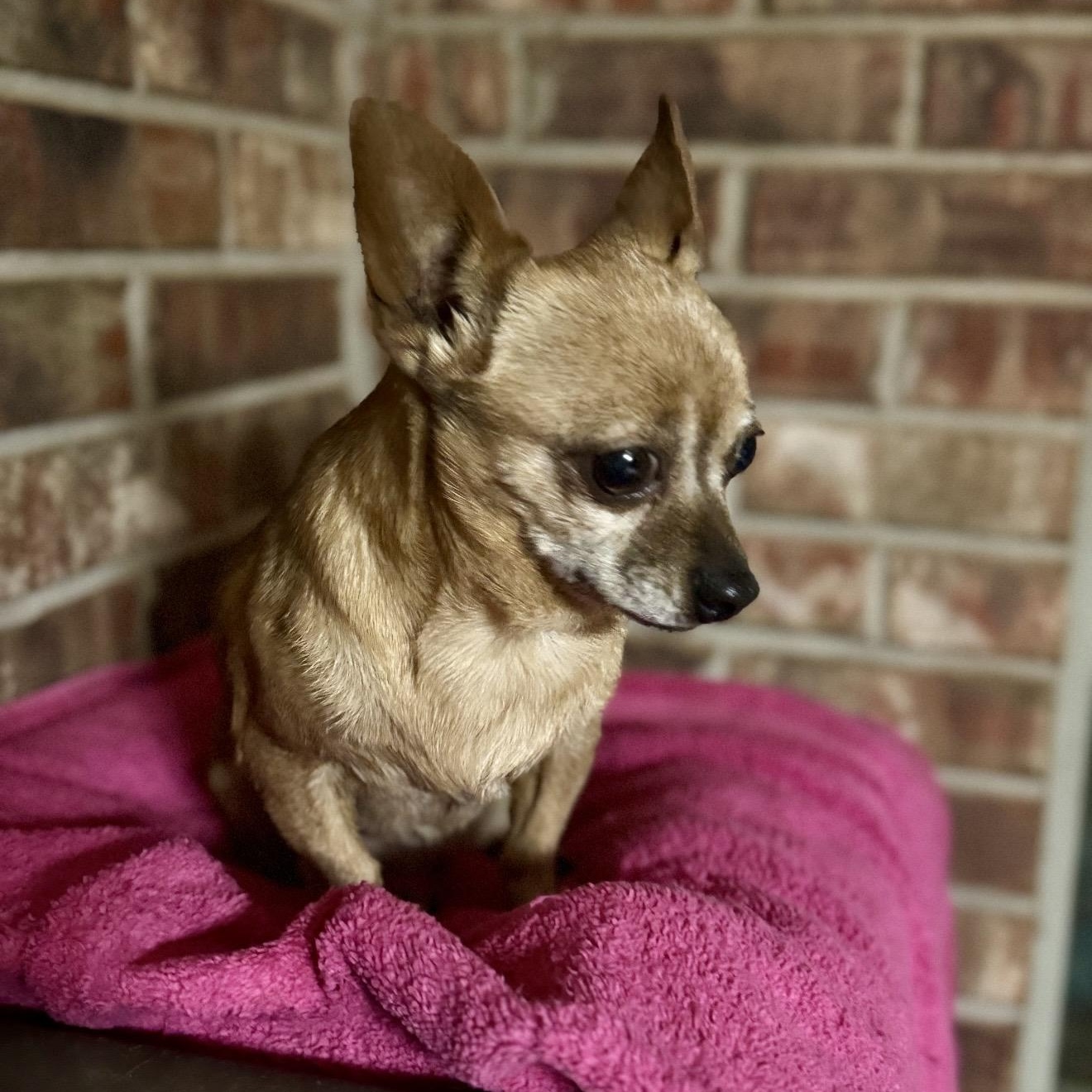 AyeAye , a ADOPTABLE mixed breed in Pelham, NH image 5/6