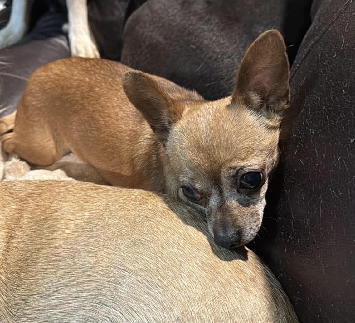 AyeAye , a ADOPTABLE mixed breed in Pelham, NH image 6/6